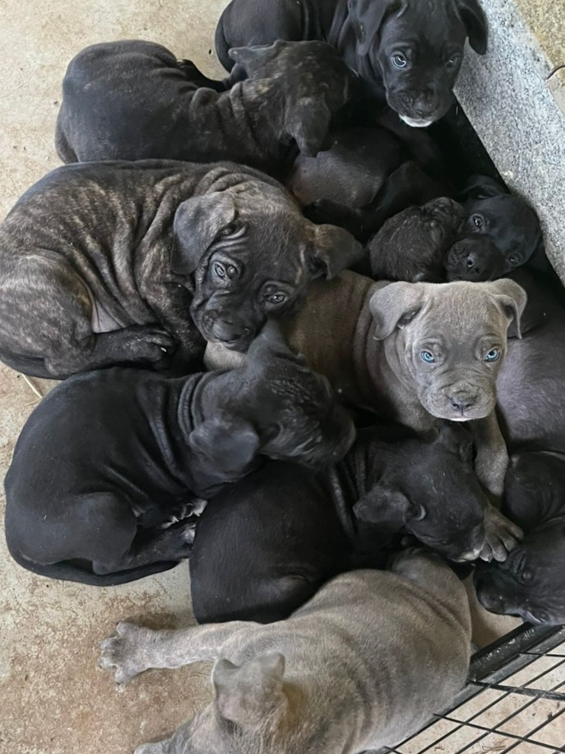Portal Vendocão Cane Corso italiano Maricá 