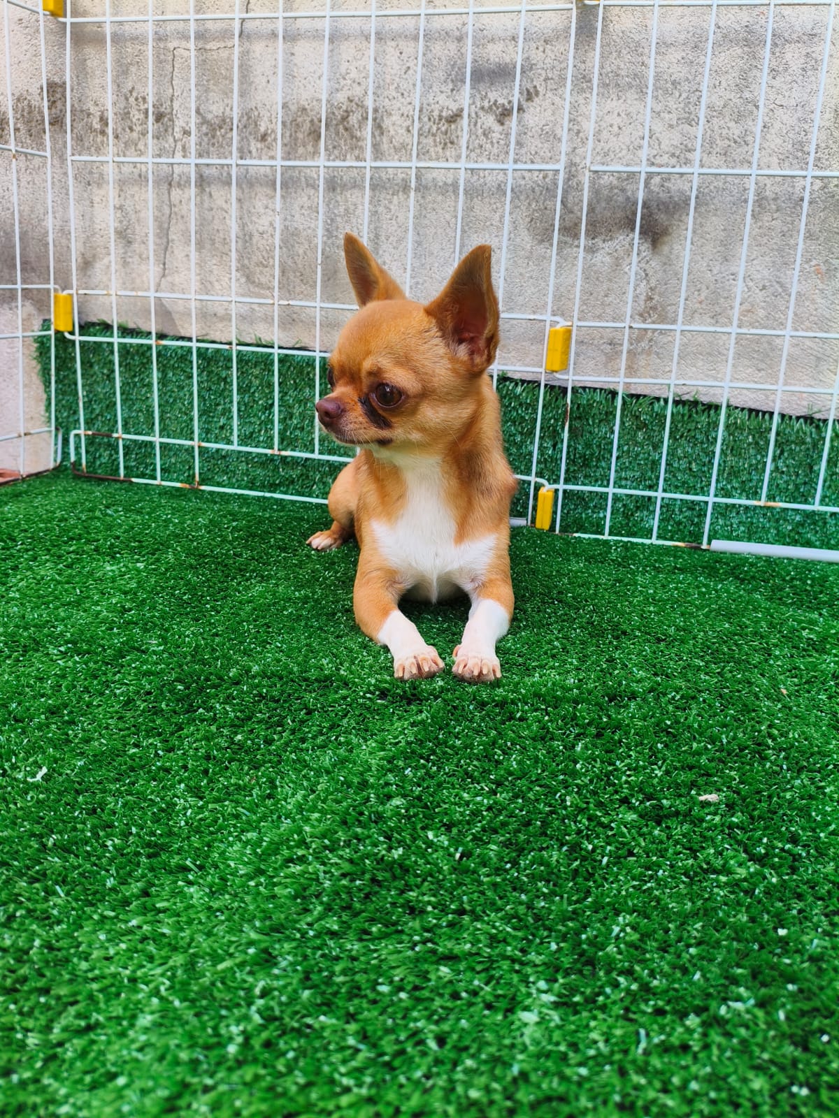Chihuahuas  - Foto 4