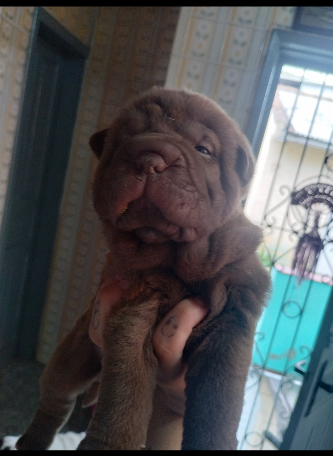 Portal Vendocão Filhotes de shar pei  Porto Alegre
