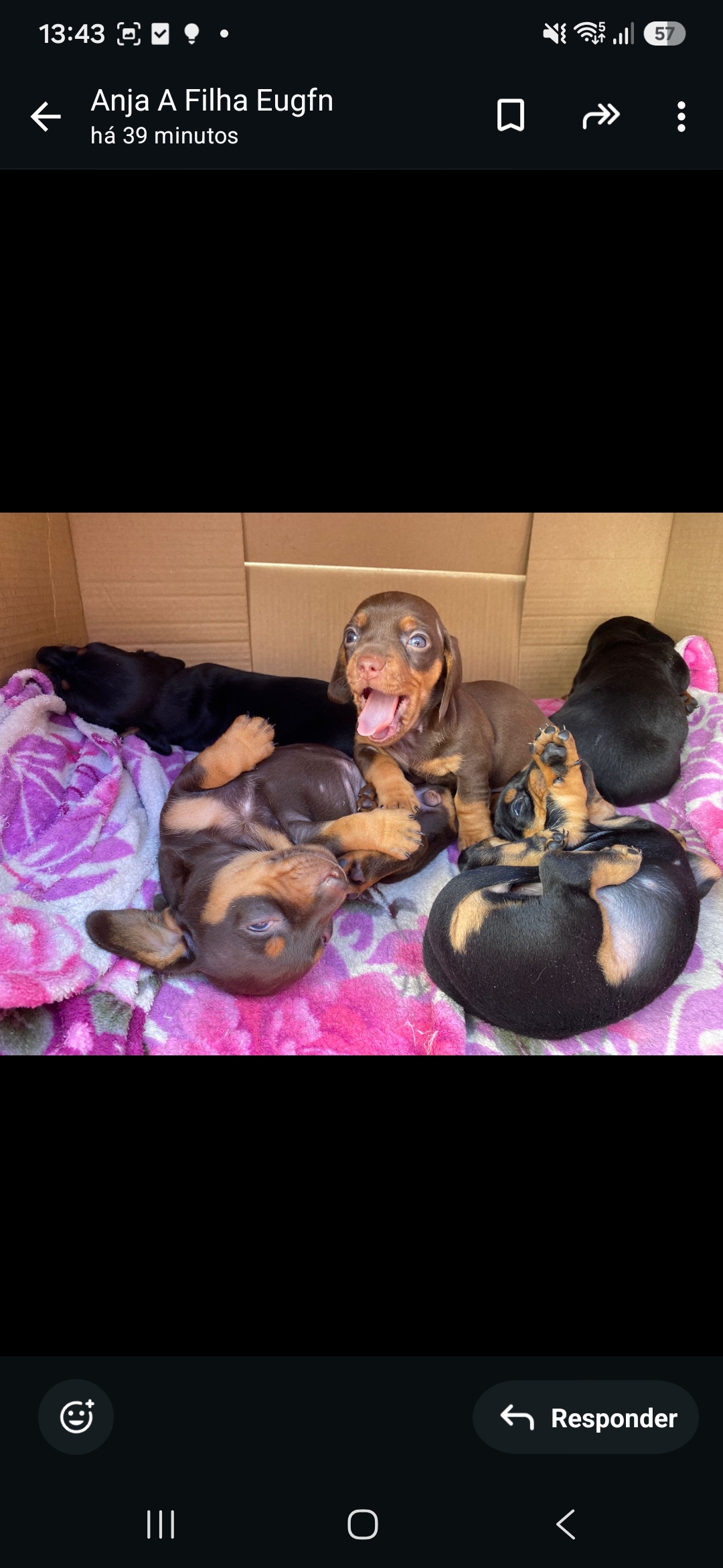 Cachorro Dachshund salsichão  - Foto 2