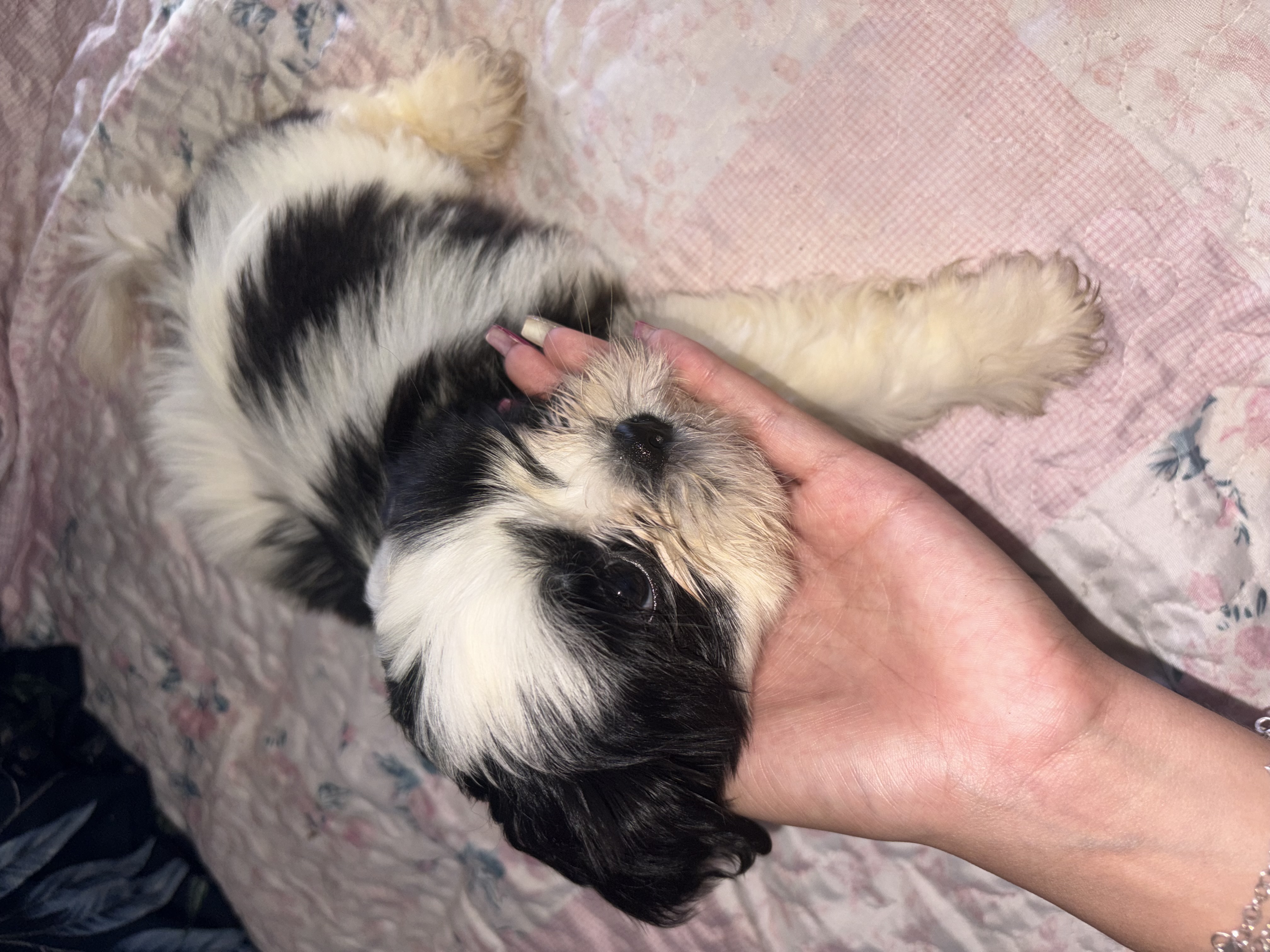 VENDE-SE SHIH TZU - Foto 3