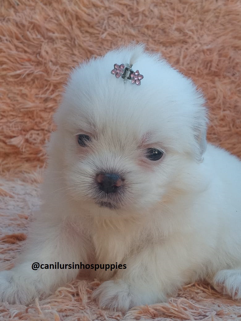 Portal Vendocão maltes lindos bebes pronta entrega #CANILURSINHOSPUPPIES  monte mor 