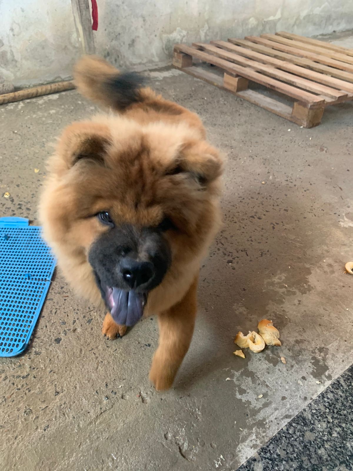 Portal Vendocão Filhote de chow chow Feira de Santana 