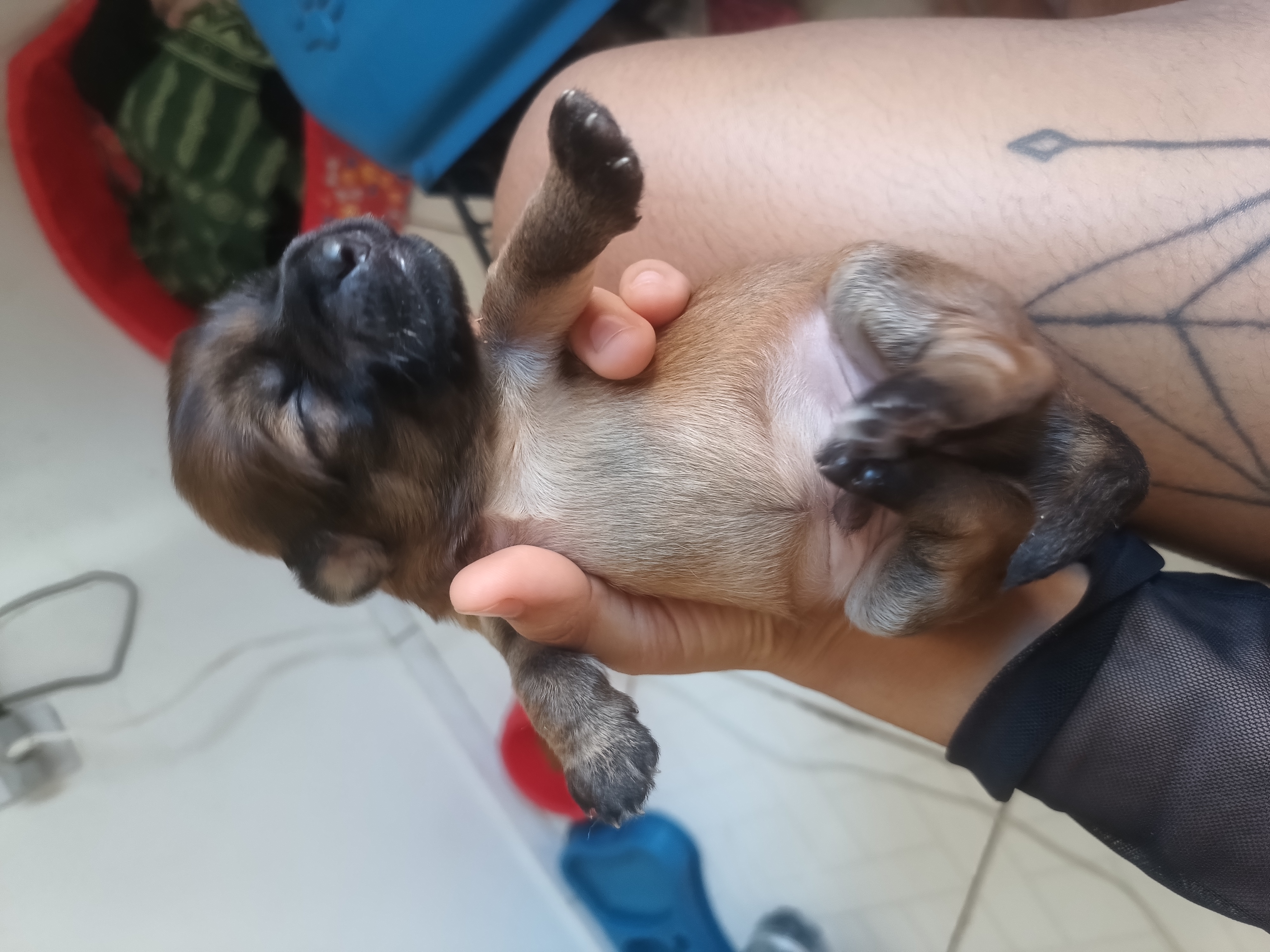 Portal Vendocão Cãozinhos  Salvador