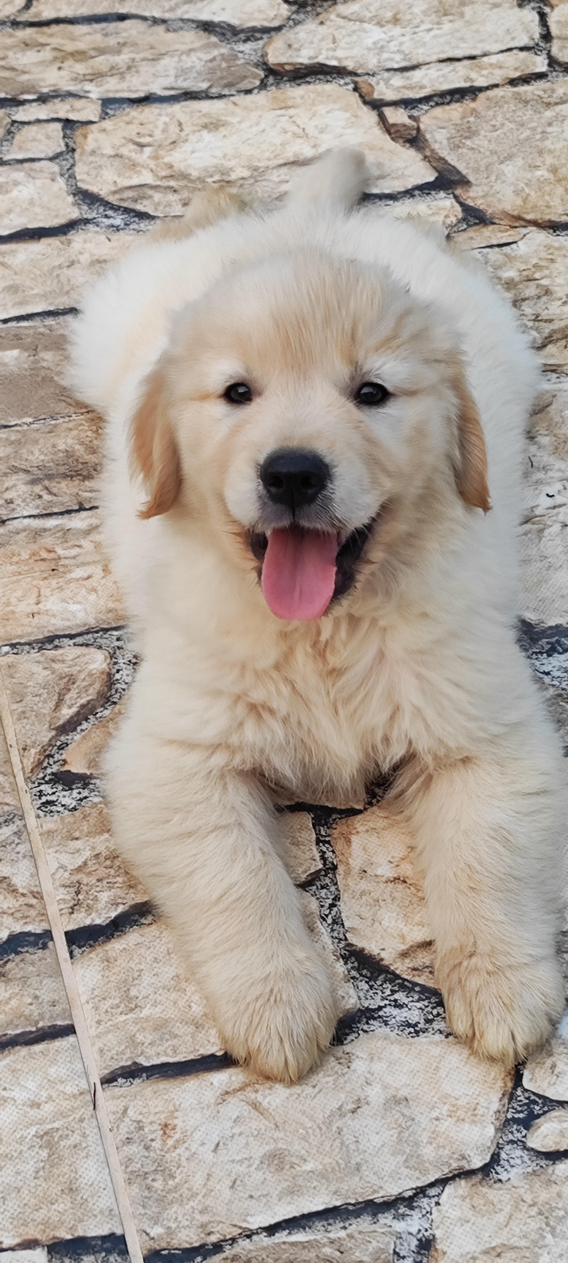 Portal Vendocão Golden Retriever  Vila Velha