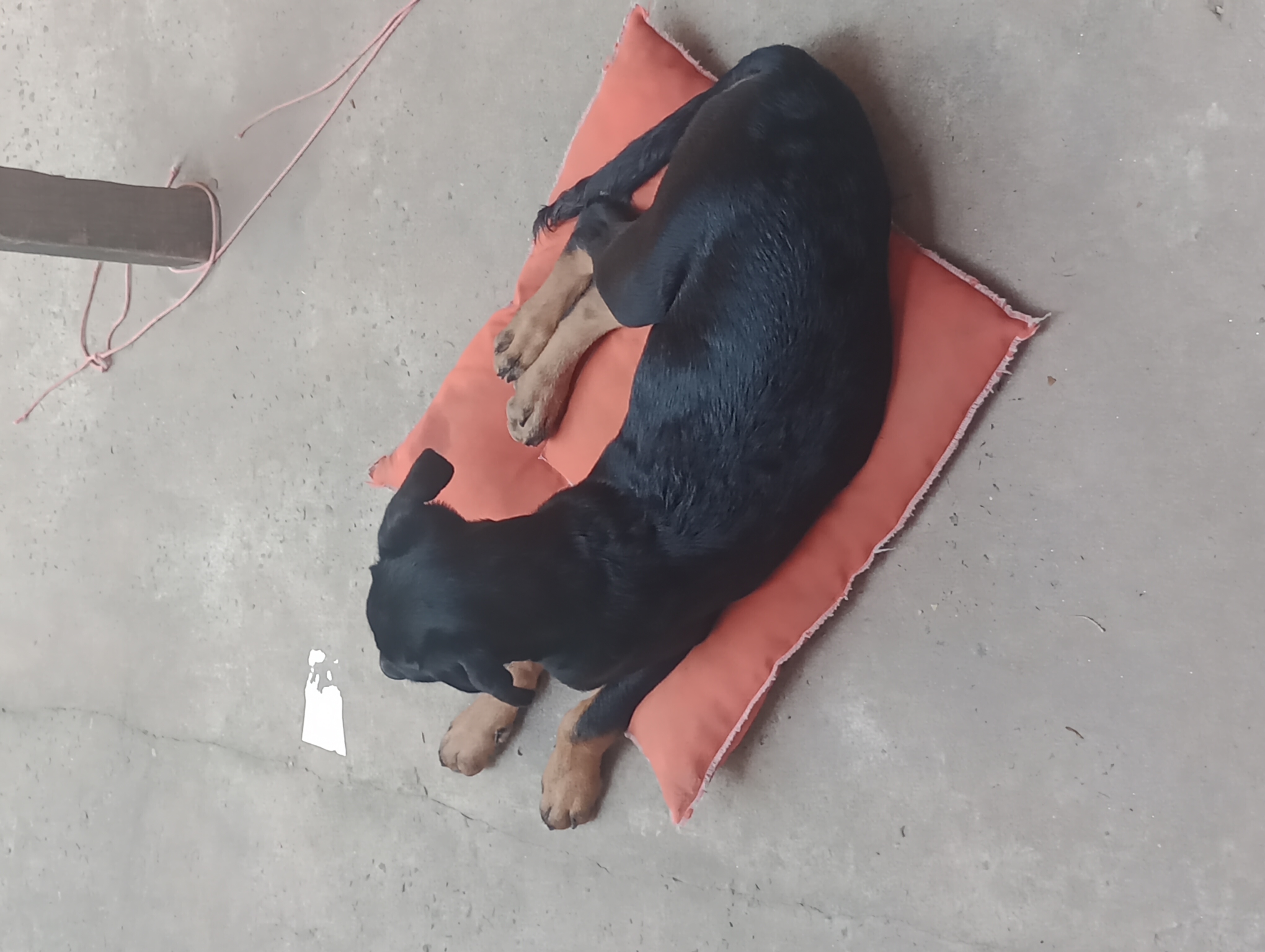 Portal Vendocão Filhote de Rottweiler (fêmea) 4 meses  São Luís