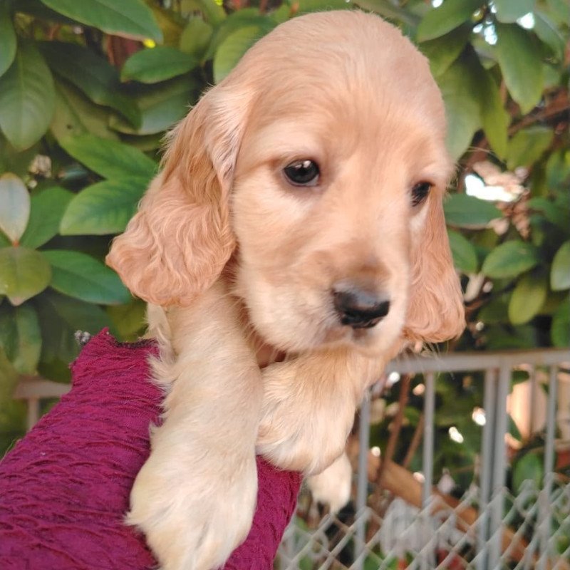 Filhotes de Cocker Spaniel