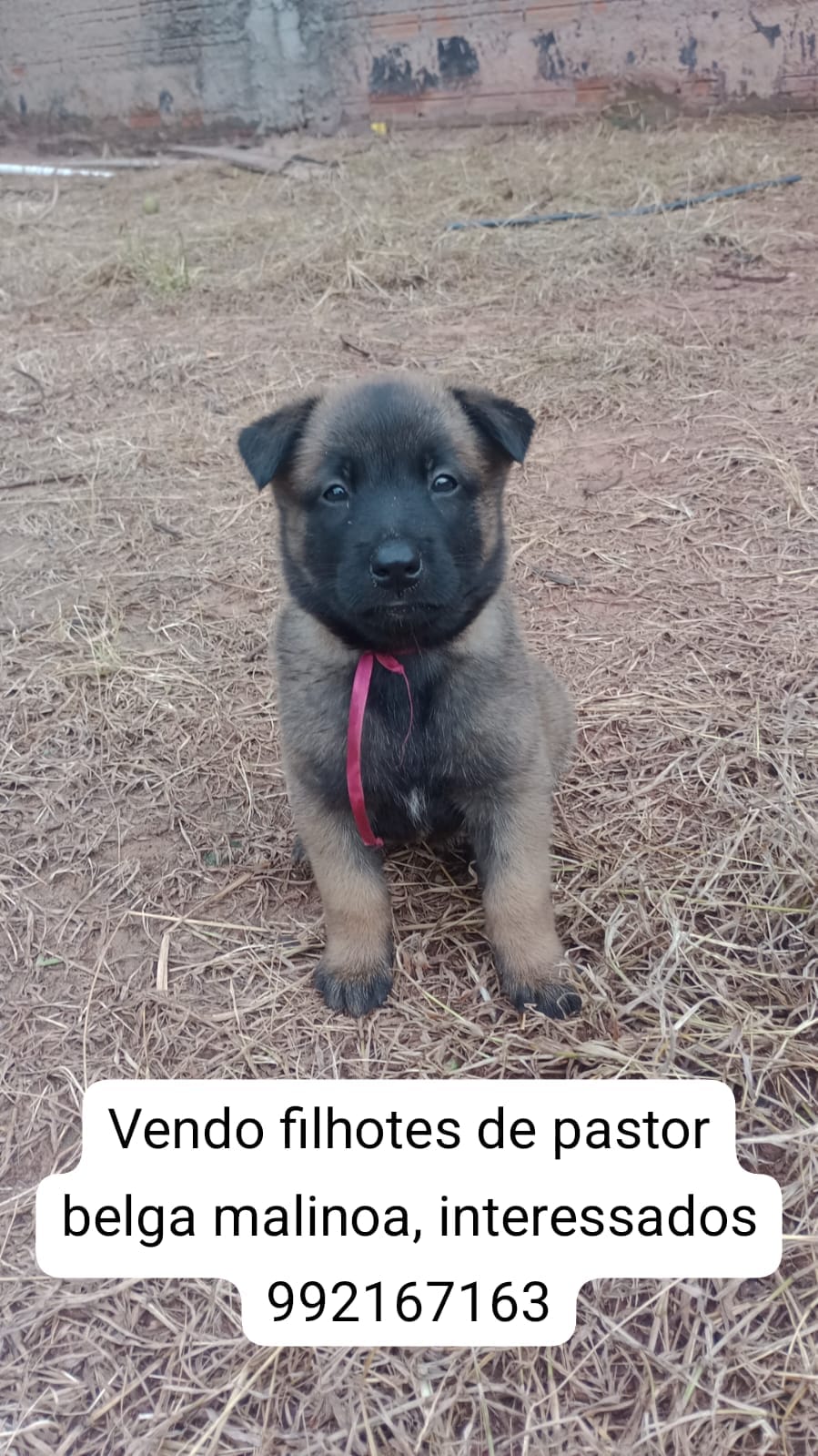 Portal Vendocão Venda de cães cacoal