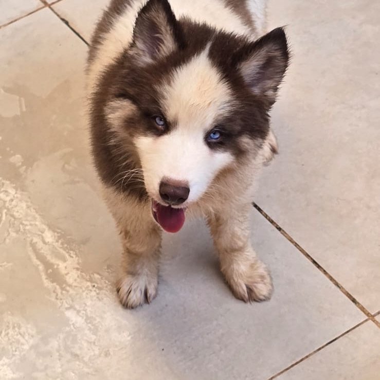 Lindos filhotes de husky siberiano - Foto 1
