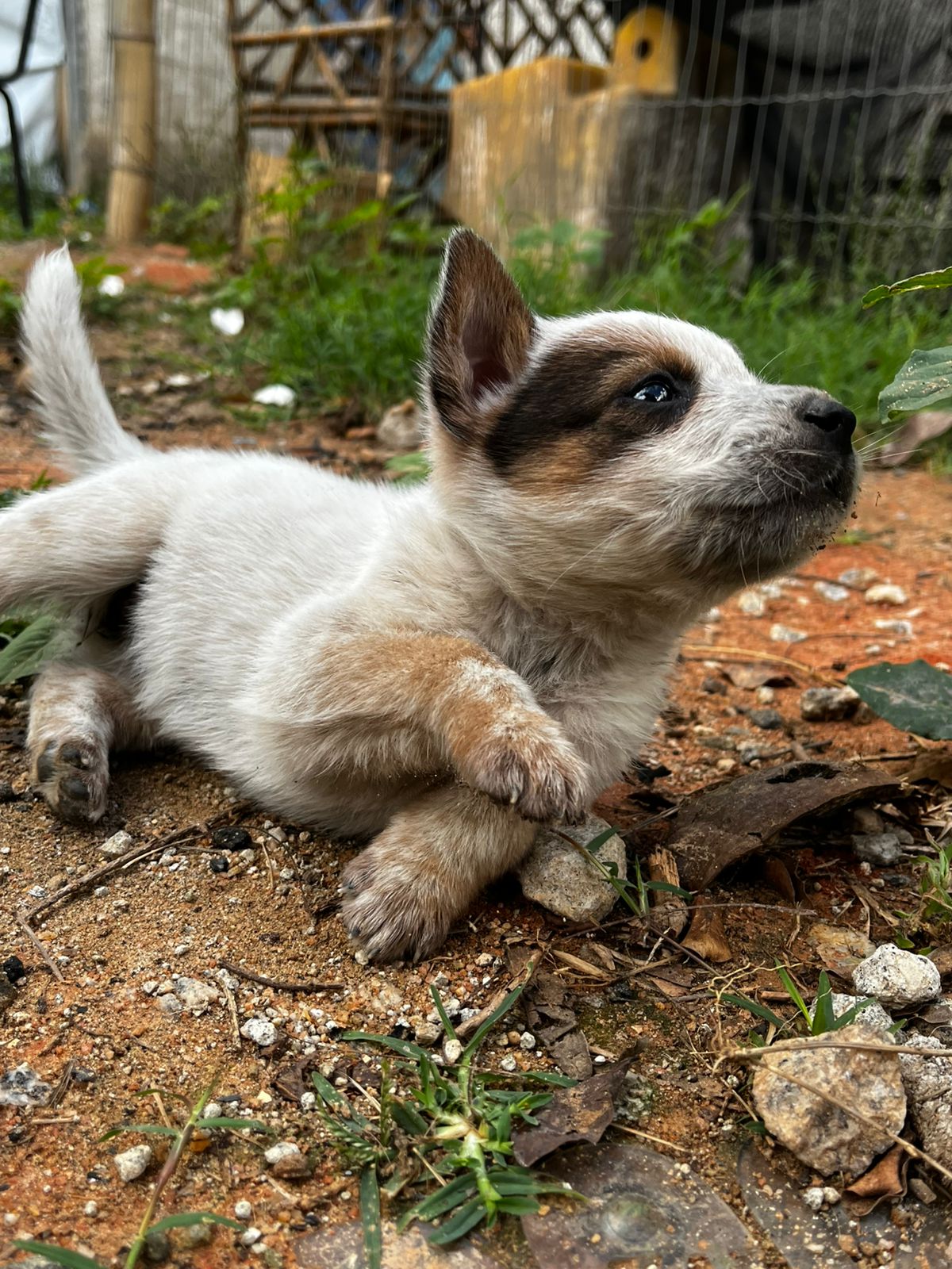 Portal Vendocão Boiadeiro Australiano (Red e Blue) Rio de janeiro 