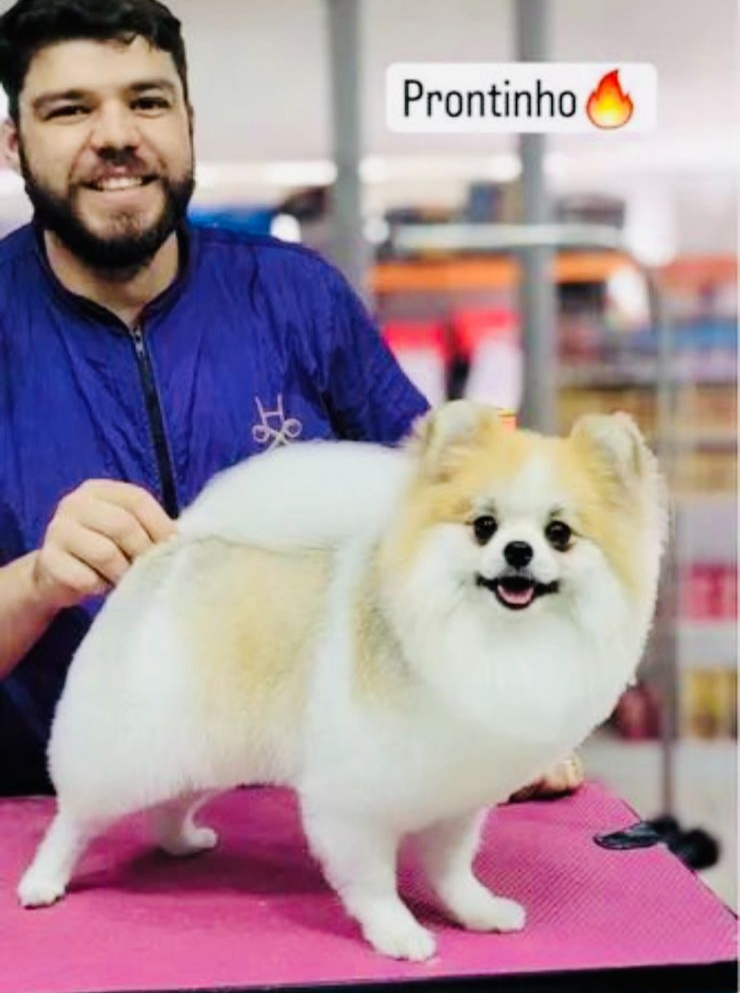 Portal Vendocão Vendo filhotes de lulu a Pomerânia  Cuiabá 