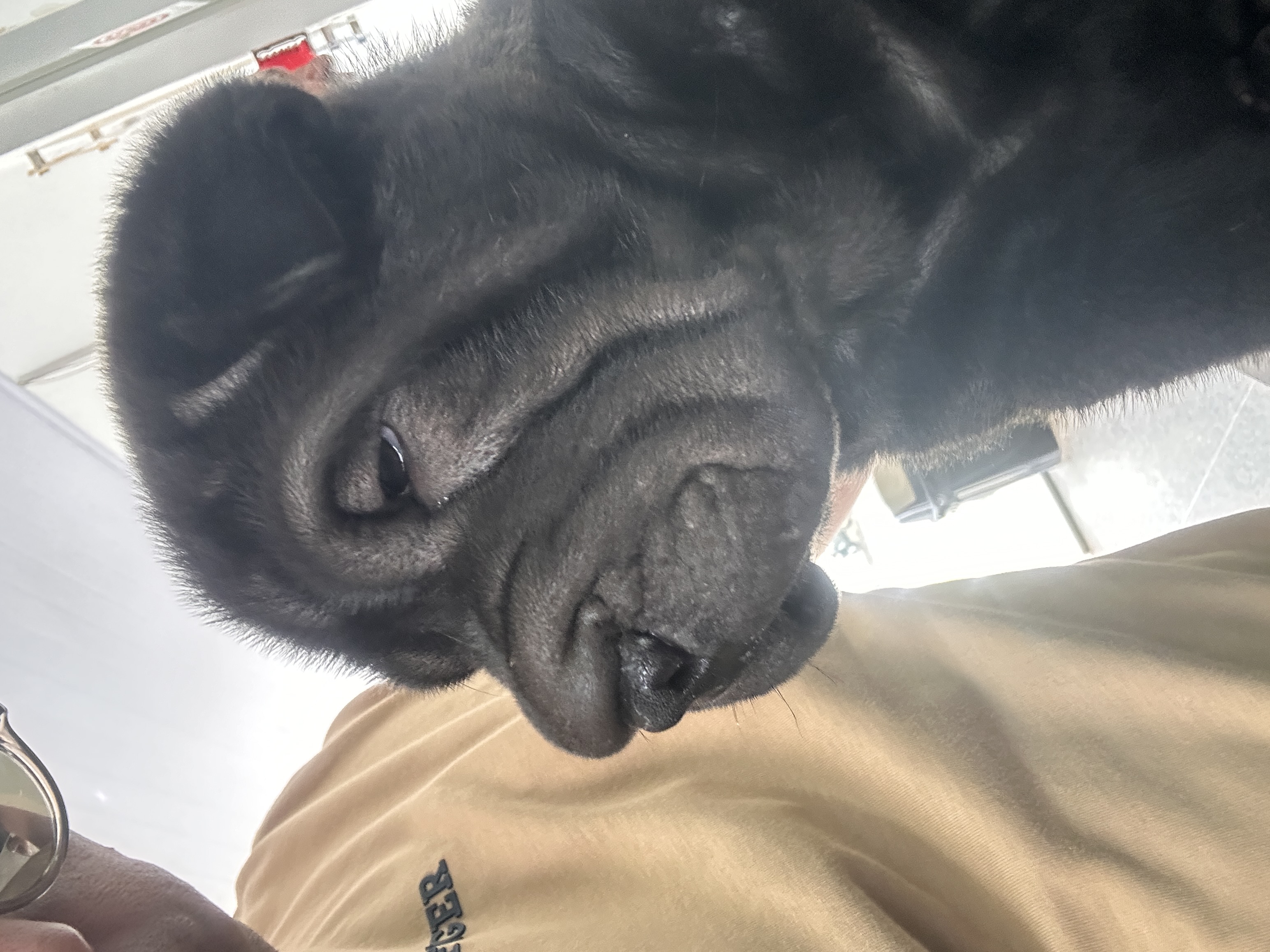 Portal Vendocão Venda sharpei São luis