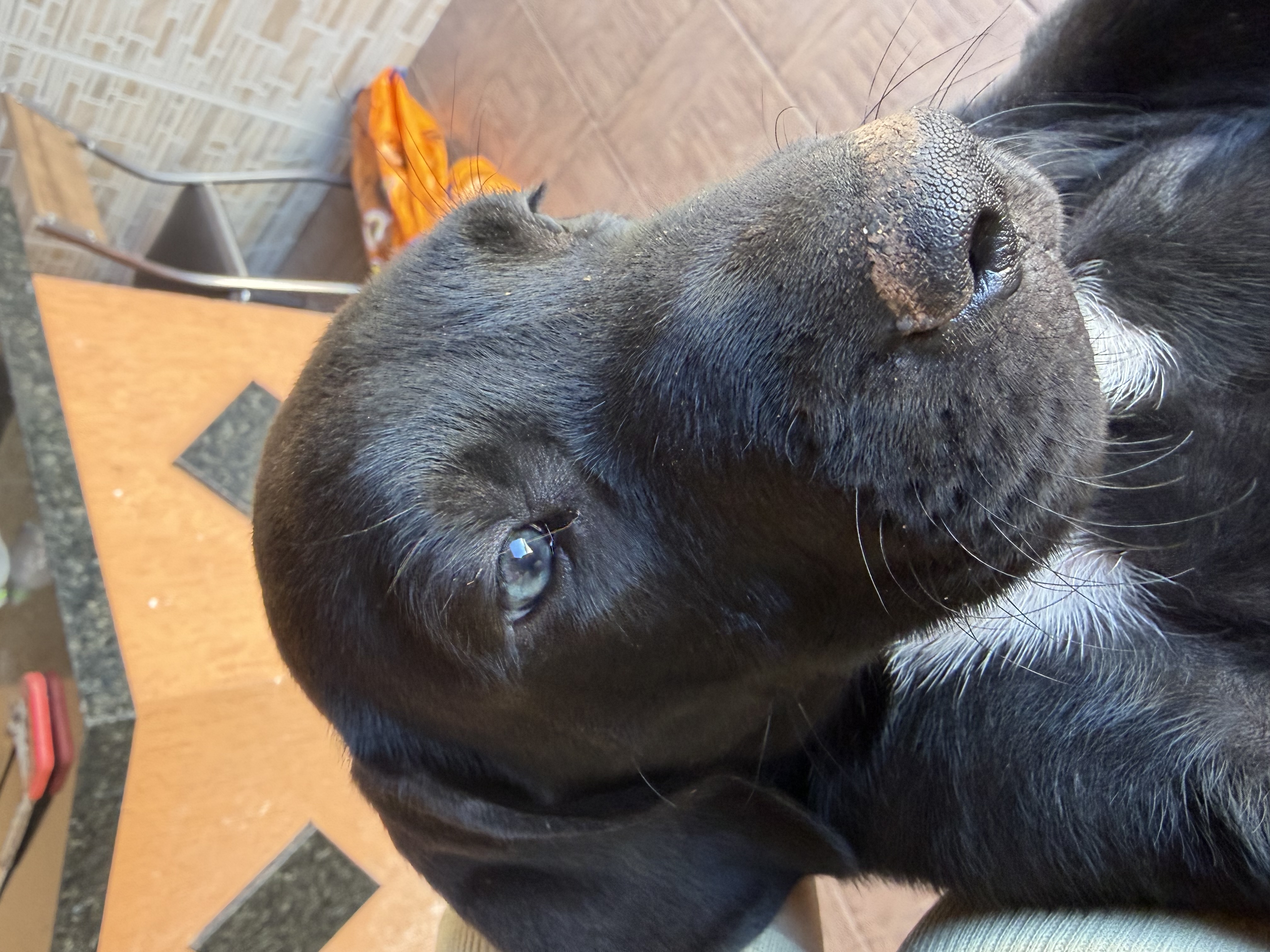 Vendo filhote dogue alemão 