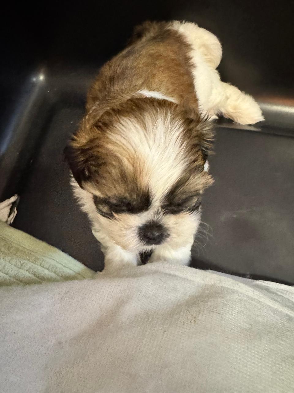 Portal Vendocão Vendo shih tzu Fêmea Divinópolis
