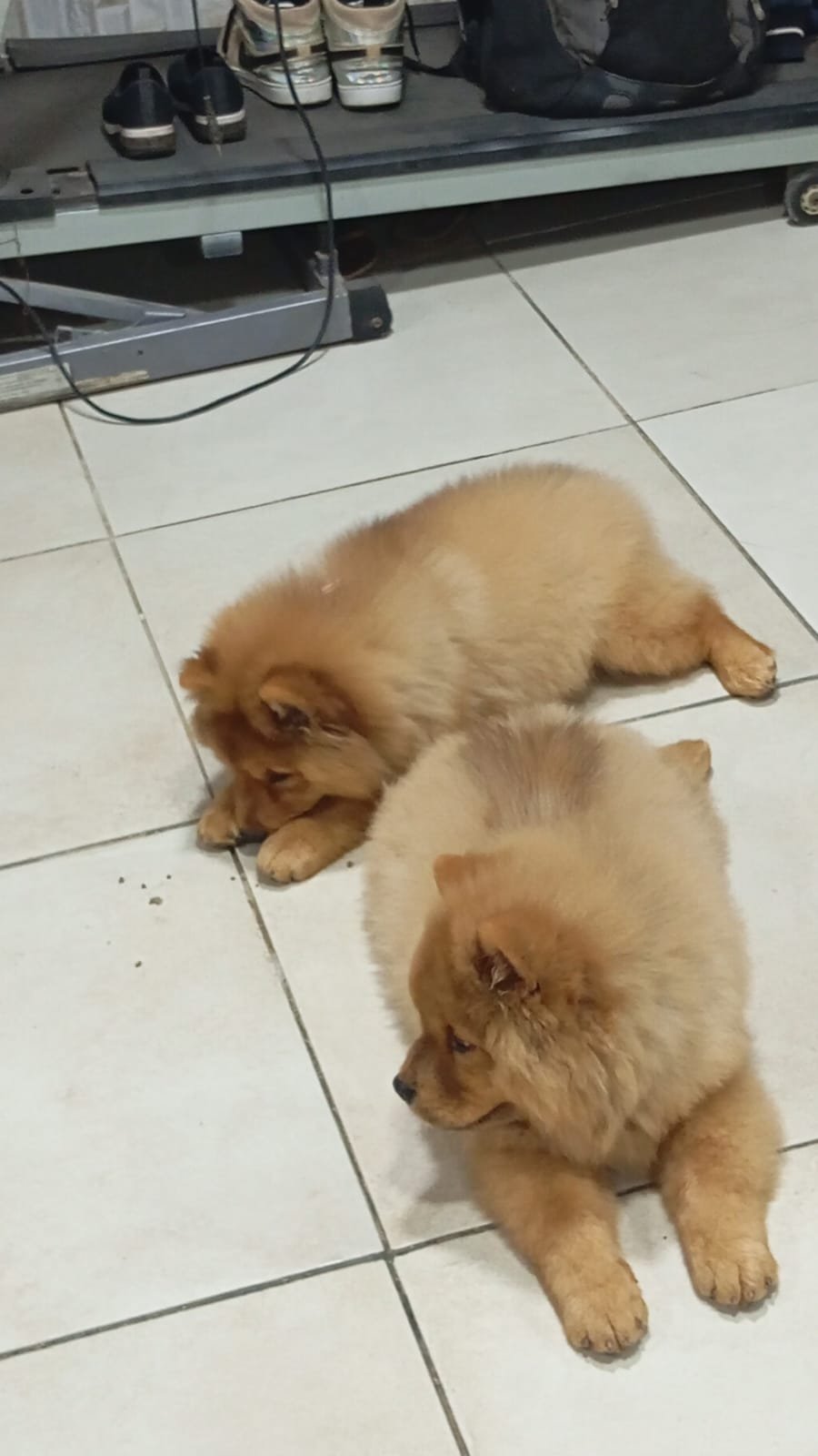 CHOW CHOW filhotes  - Foto 5