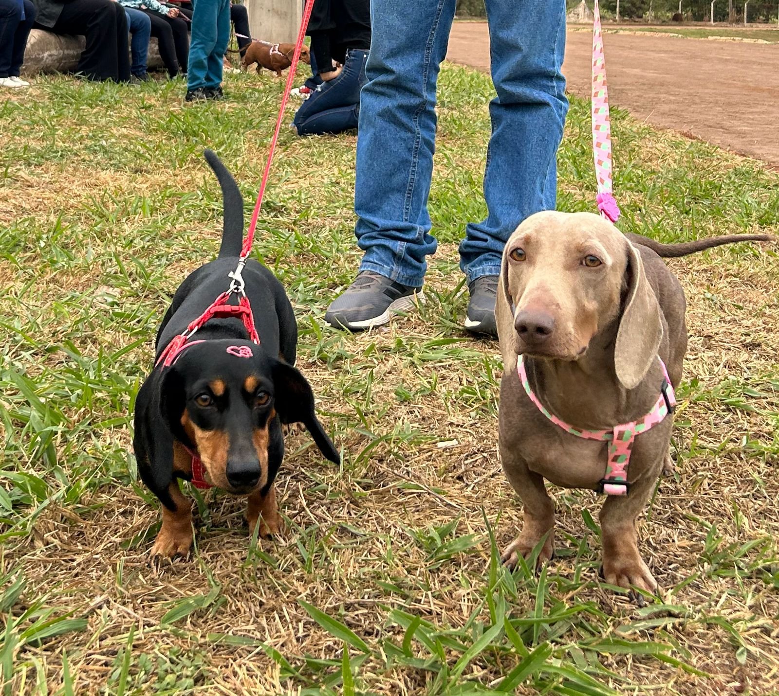 Vendo ou Troco Fêmea Dachshund Black and Tan  - Foto 1