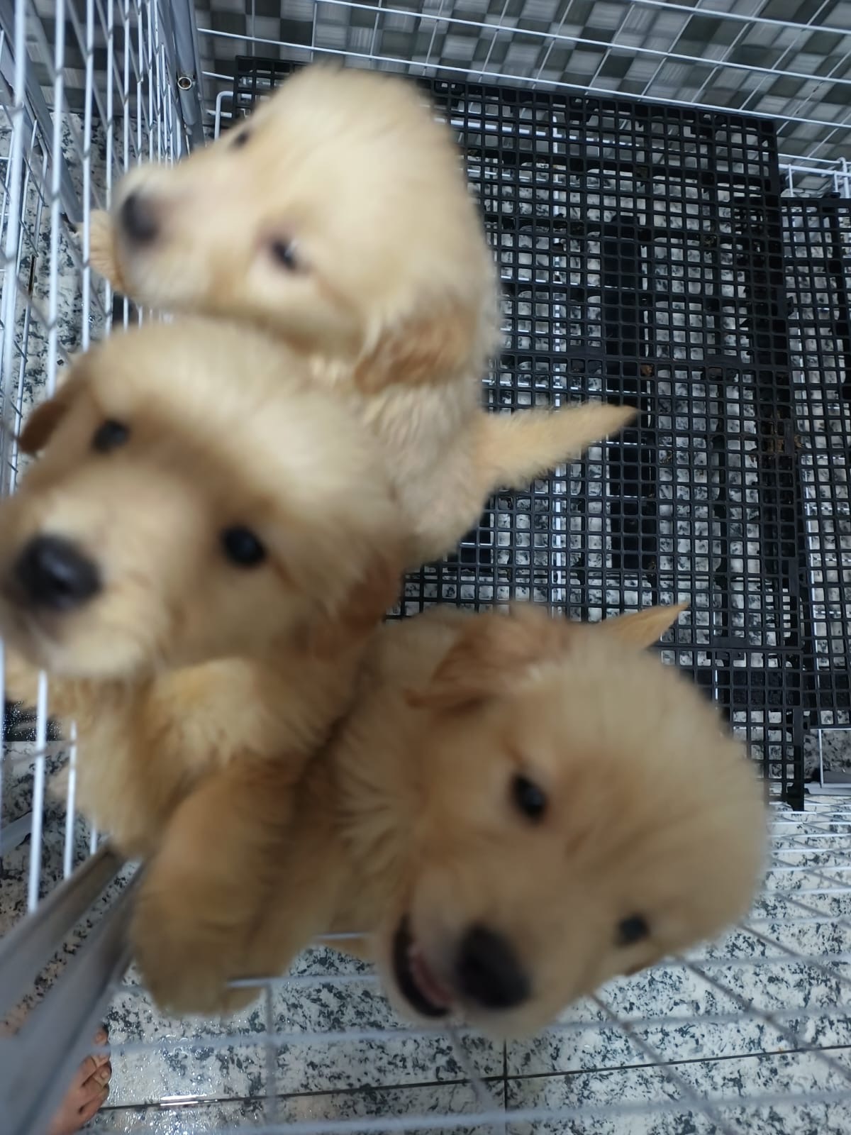 Portal Vendocão Golden Retriever  Rio de Janeiro 