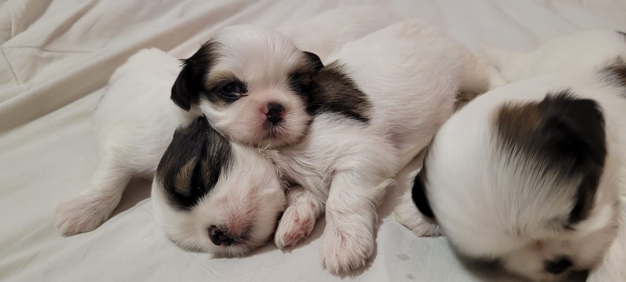 Portal Vendocão VENDO SHINTZU FILHOTES Parauapebas