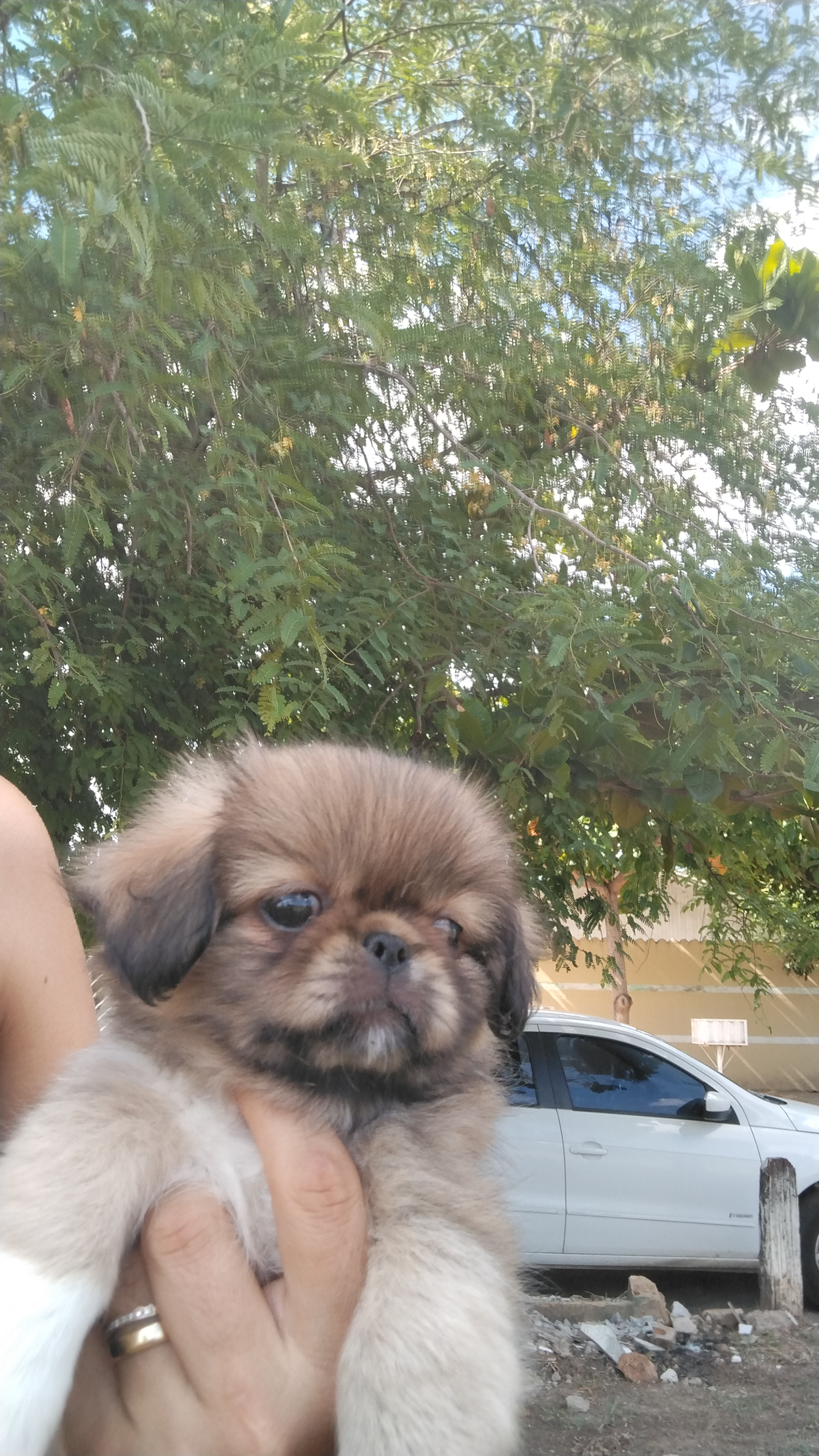 Cachorro a venda  - Foto 1