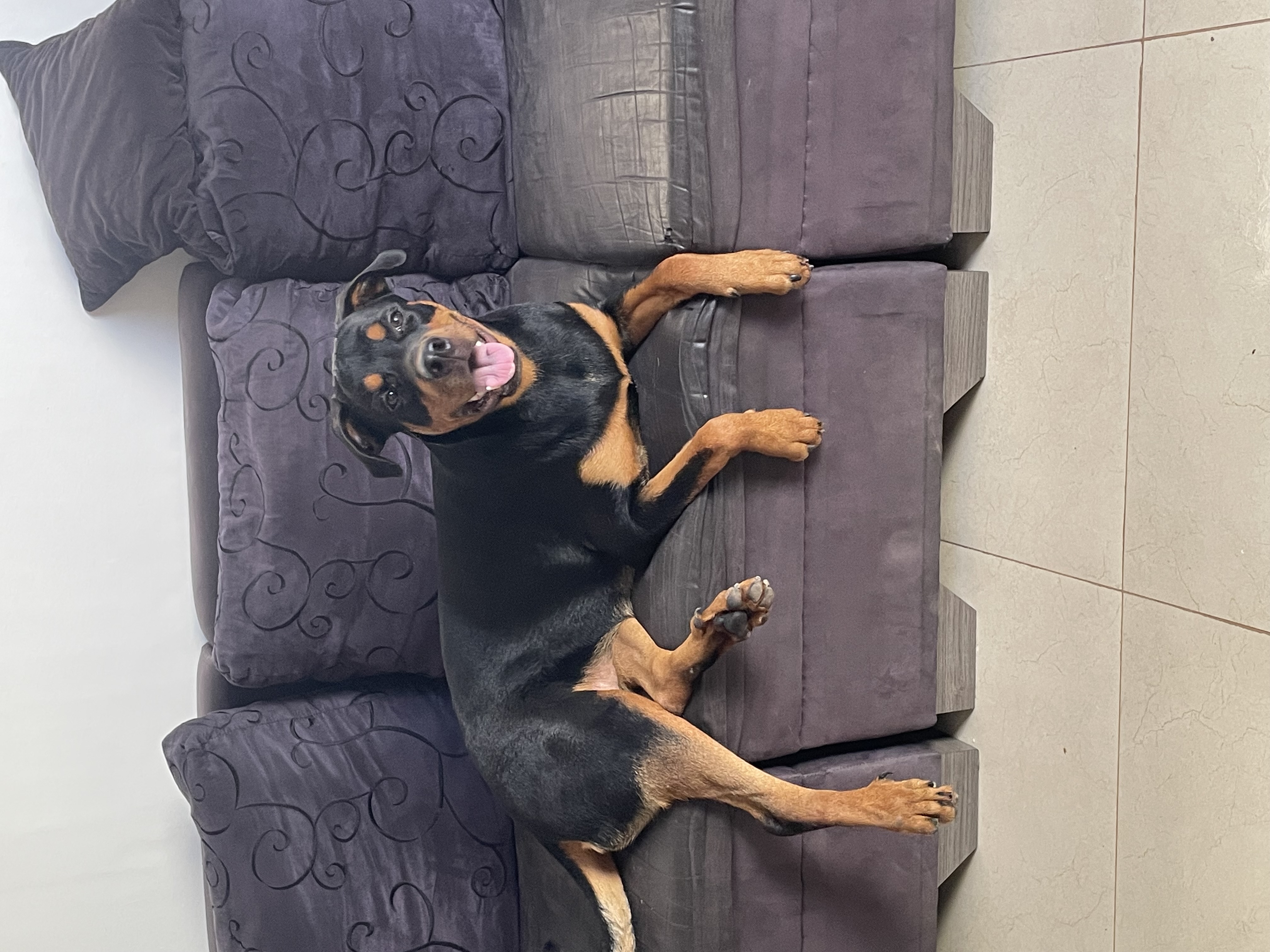 Portal Vendocão vende-se filhote de rottweiler  parauapebas 