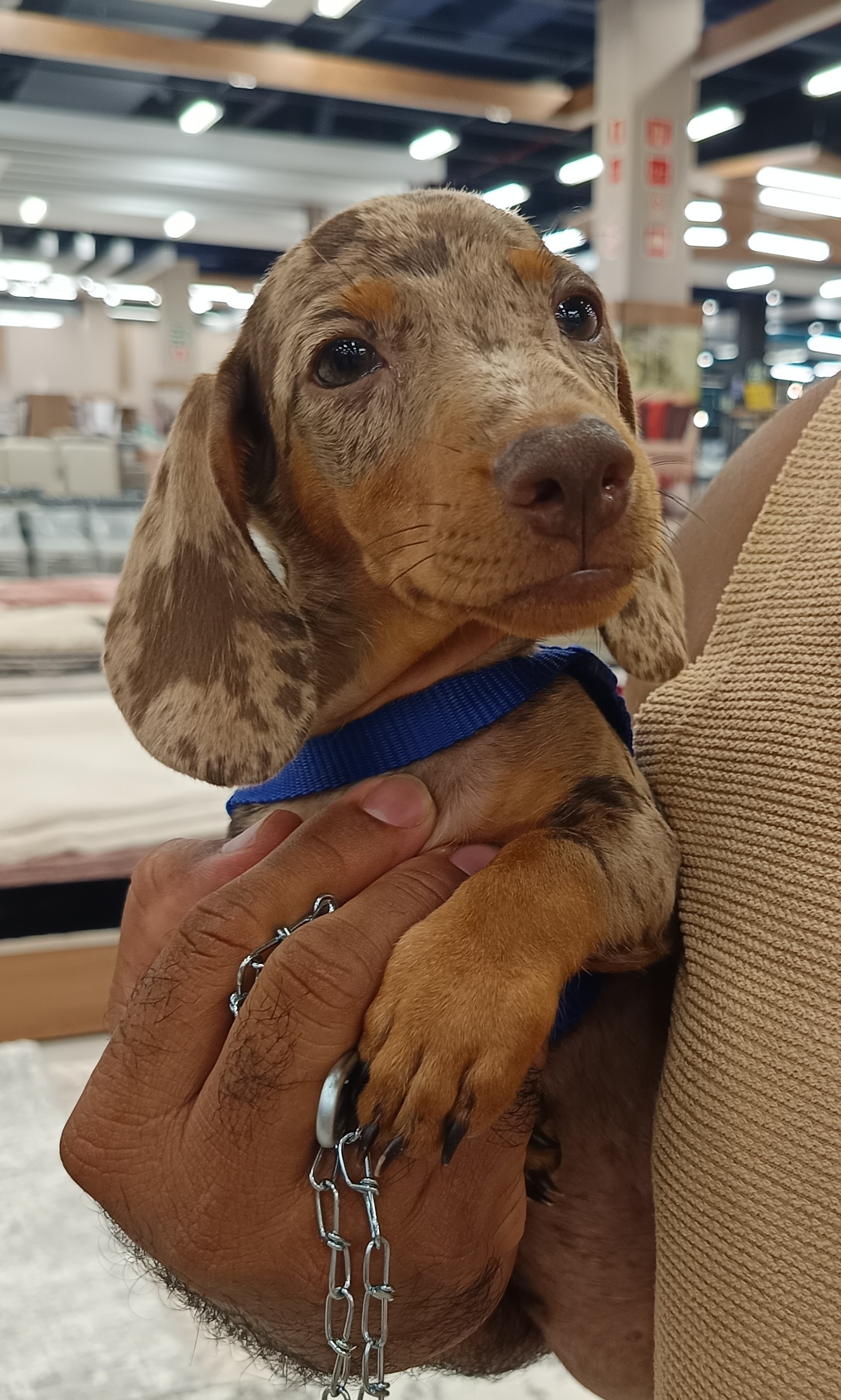 Portal Vendocão Venda de dachshund  Manaus