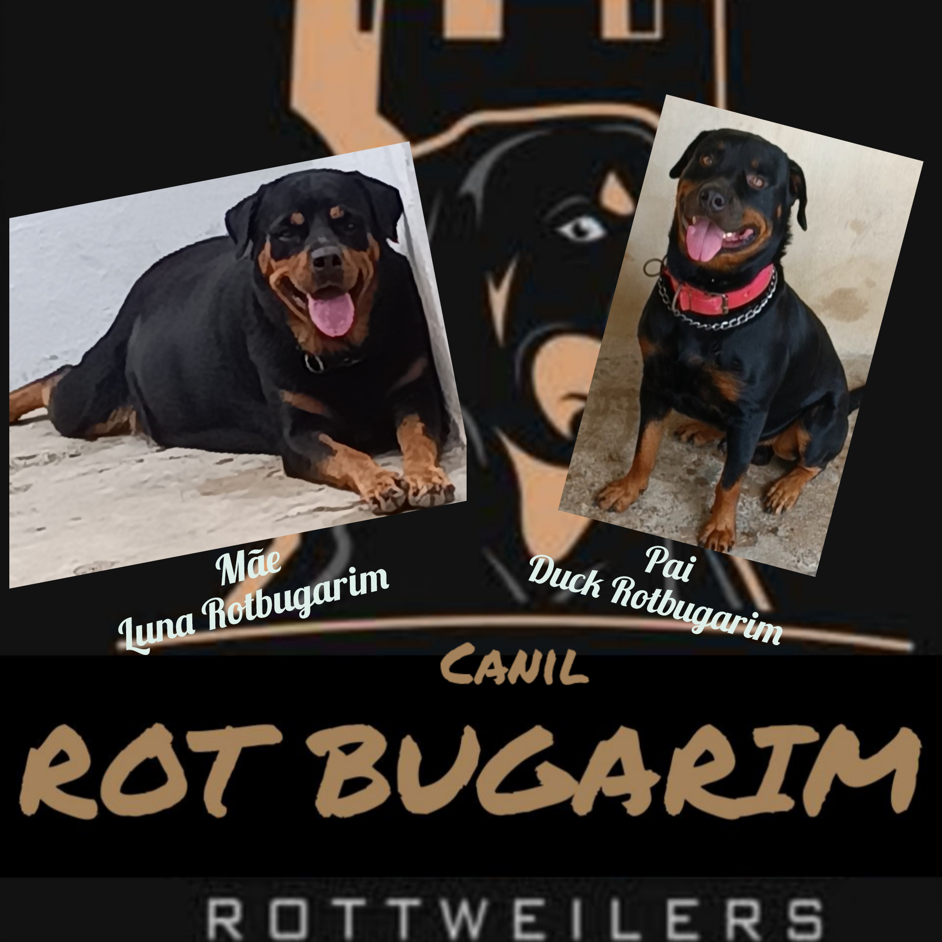 Portal Vendocão Filhotes de rottweiler alto padrão  Salvador