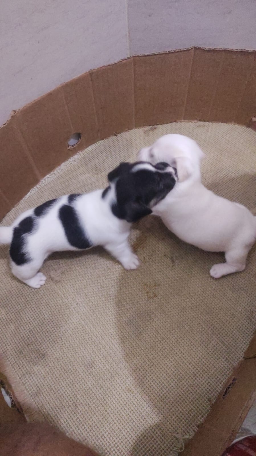 Portal Vendocão Filhotes de Jack Russel Terrier  Lauro de Freitas 