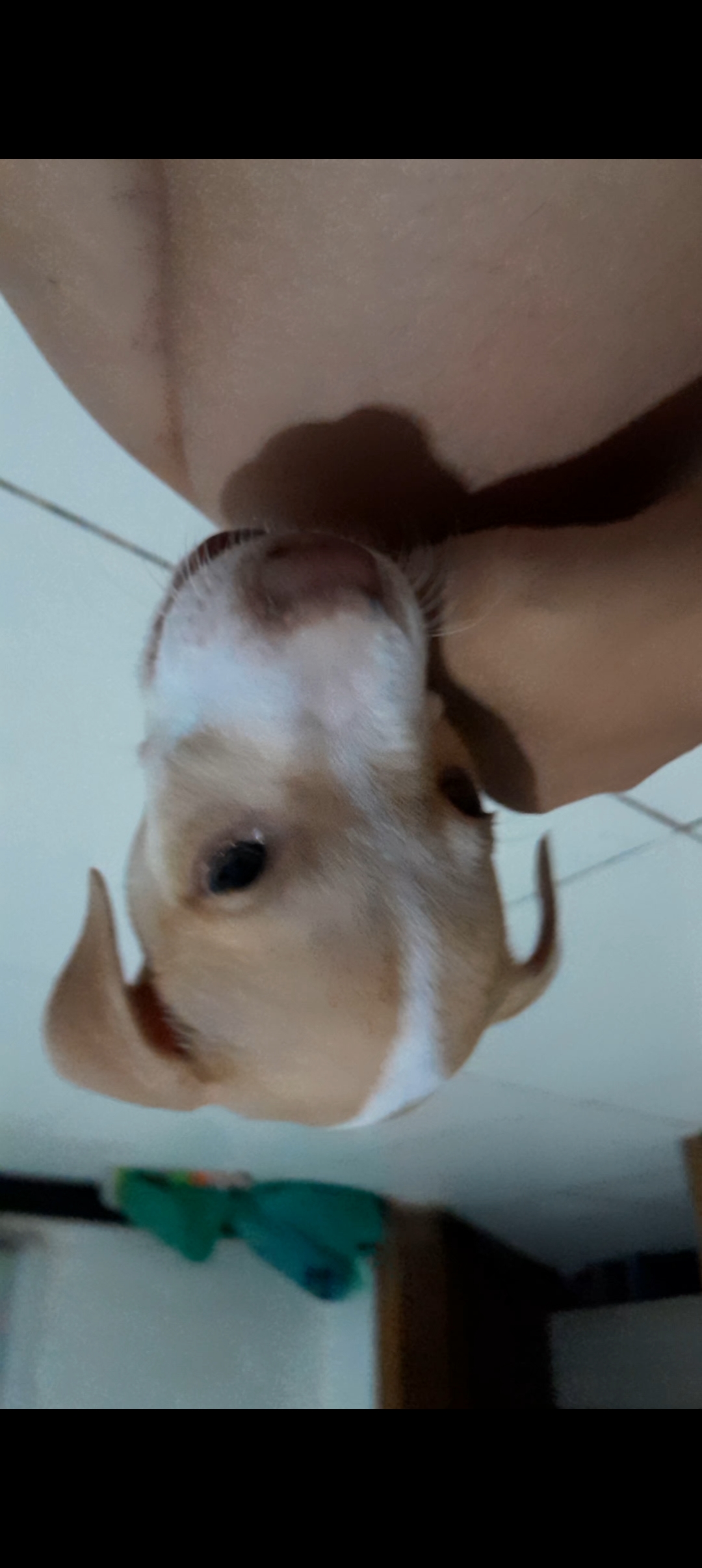 Portal Vendocão Vendo filhote de Pitbull macho Belém 