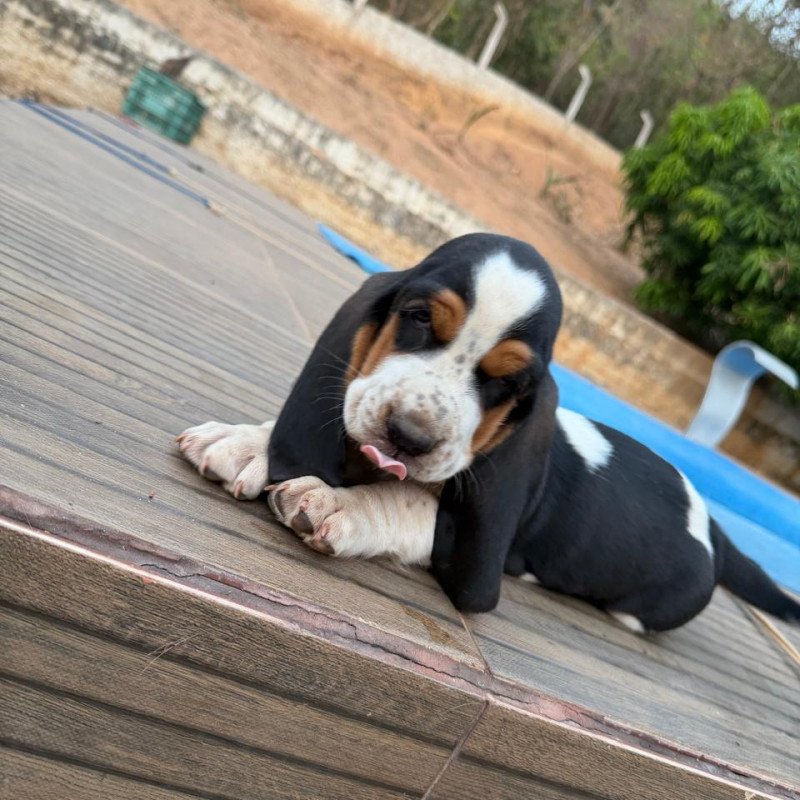 Filhote de Basset Hound