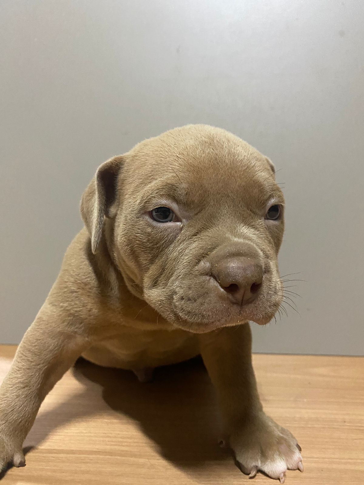 Portal Vendocão Filhotes American Bully Igarapé