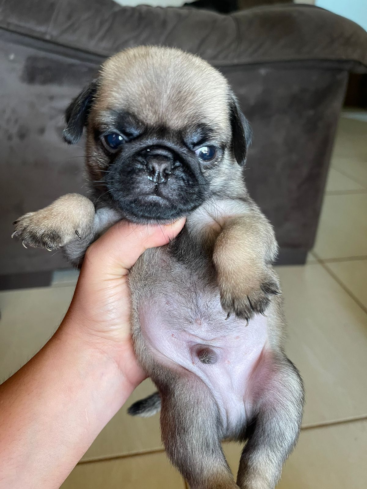 Portal Vendocão Filhotes de PUG Macho Arapongas 