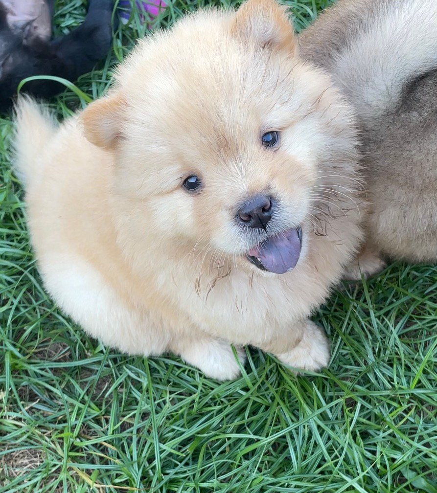 Vende-se filhotes de Chow-chow