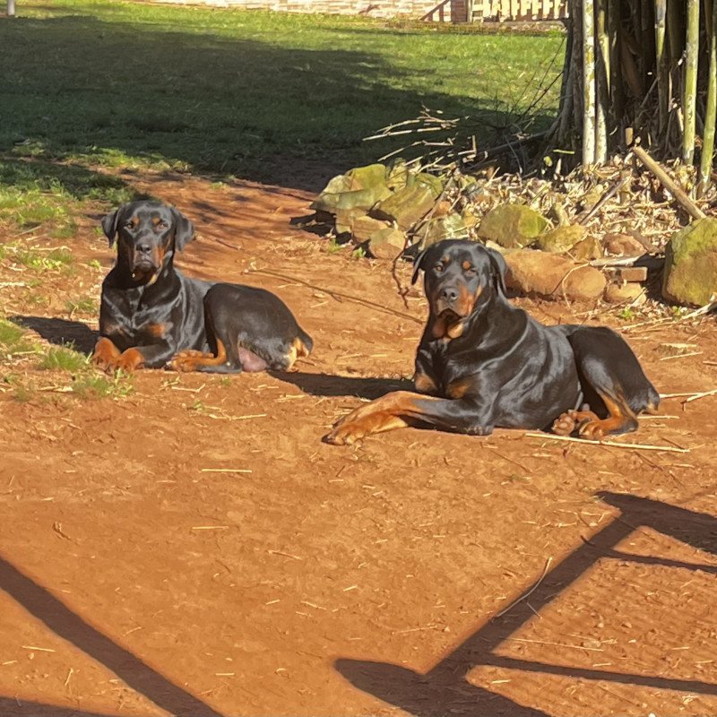 Filhote de Rottweiler - Foto 3
