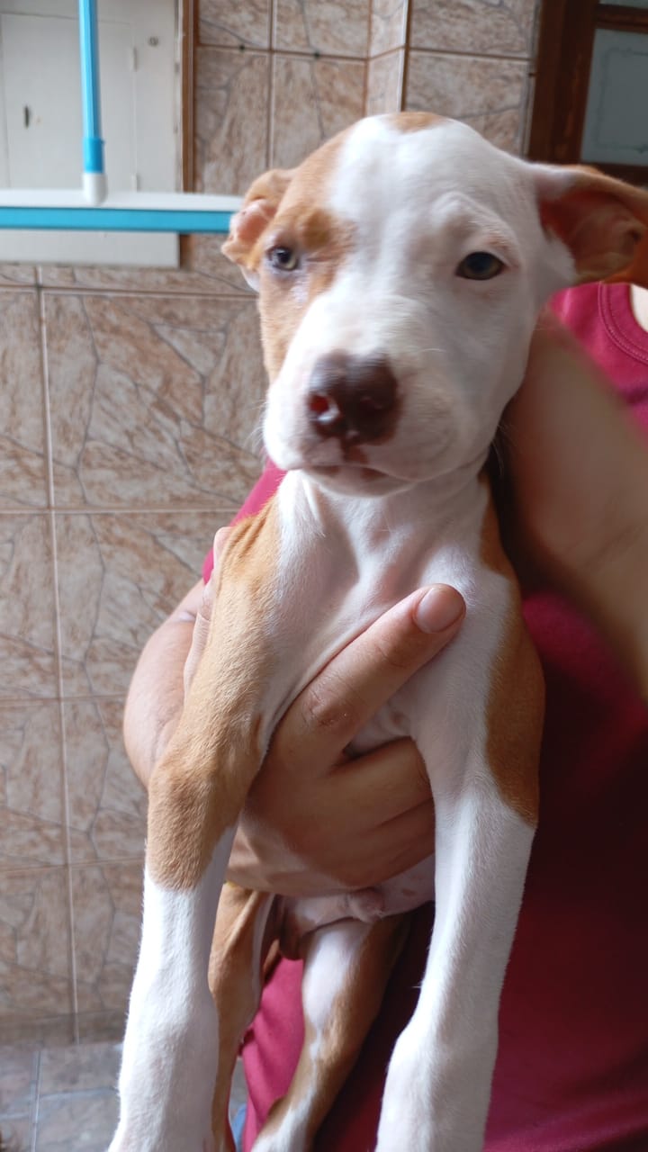 Portal Vendocão Vendo filhotes de Pitbull  São Paulo
