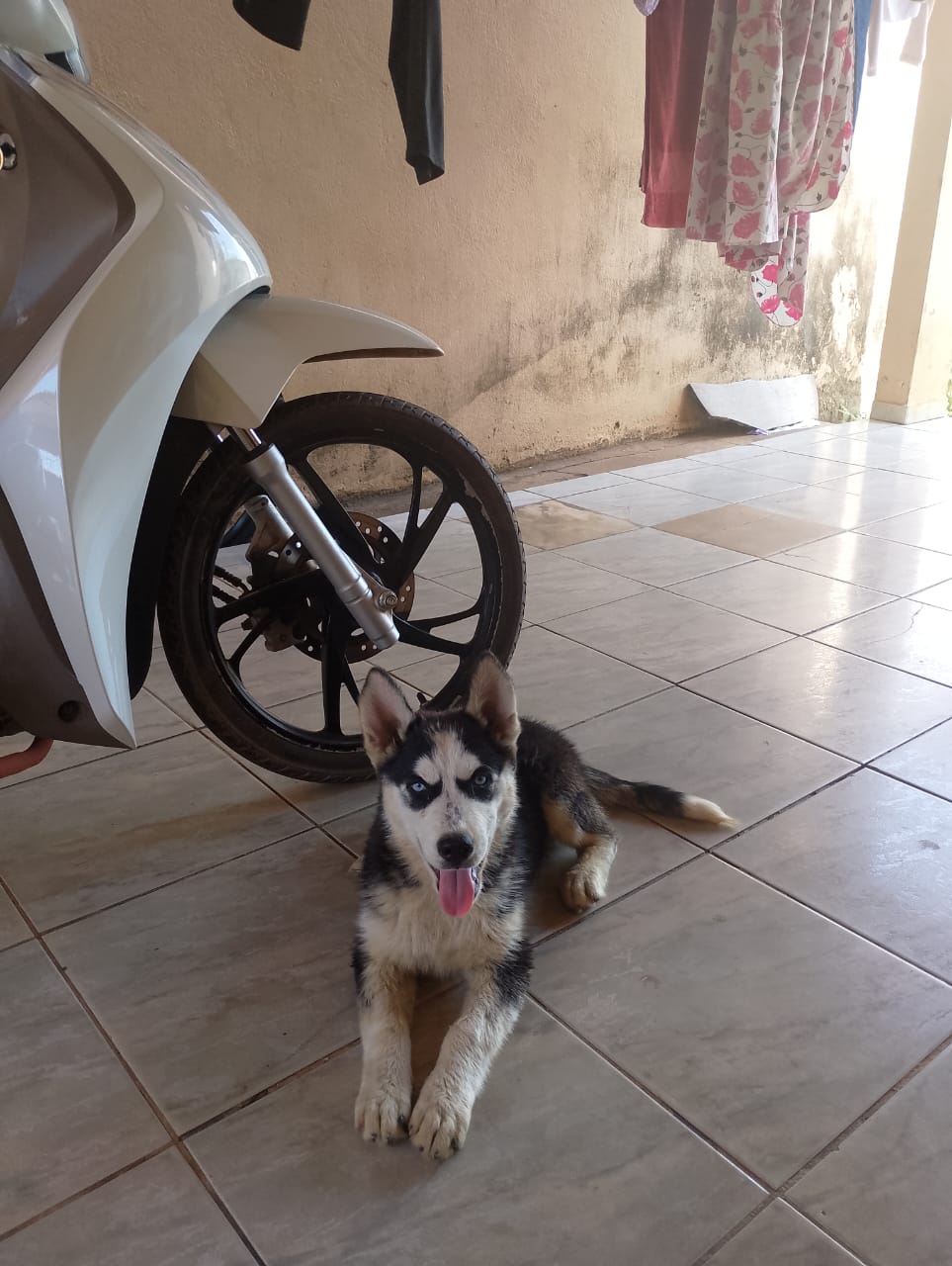 Portal Vendocão Husky siberiano  Palmas To 
