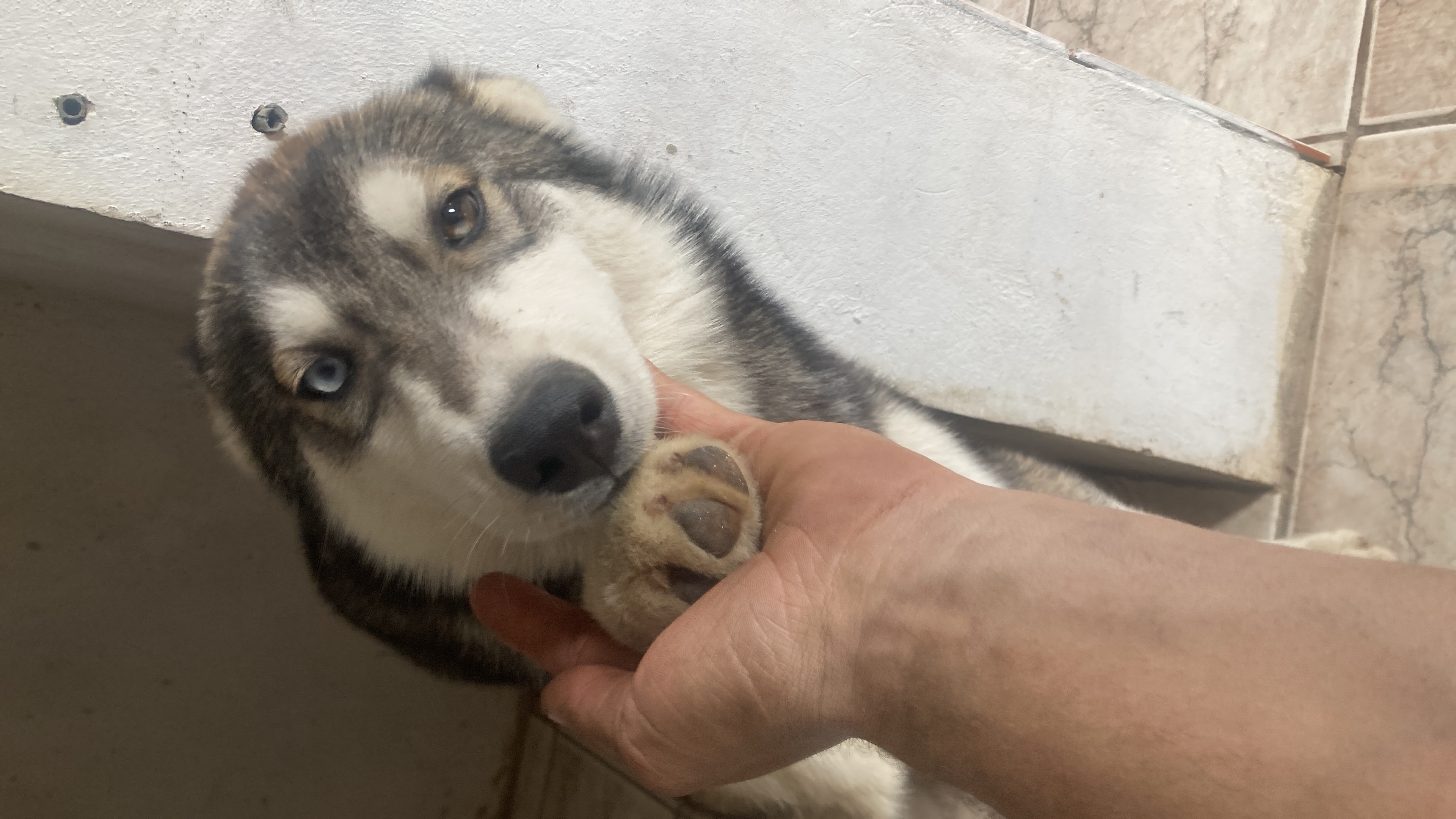 Portal Vendocão Husky siberiano  Curitiba 