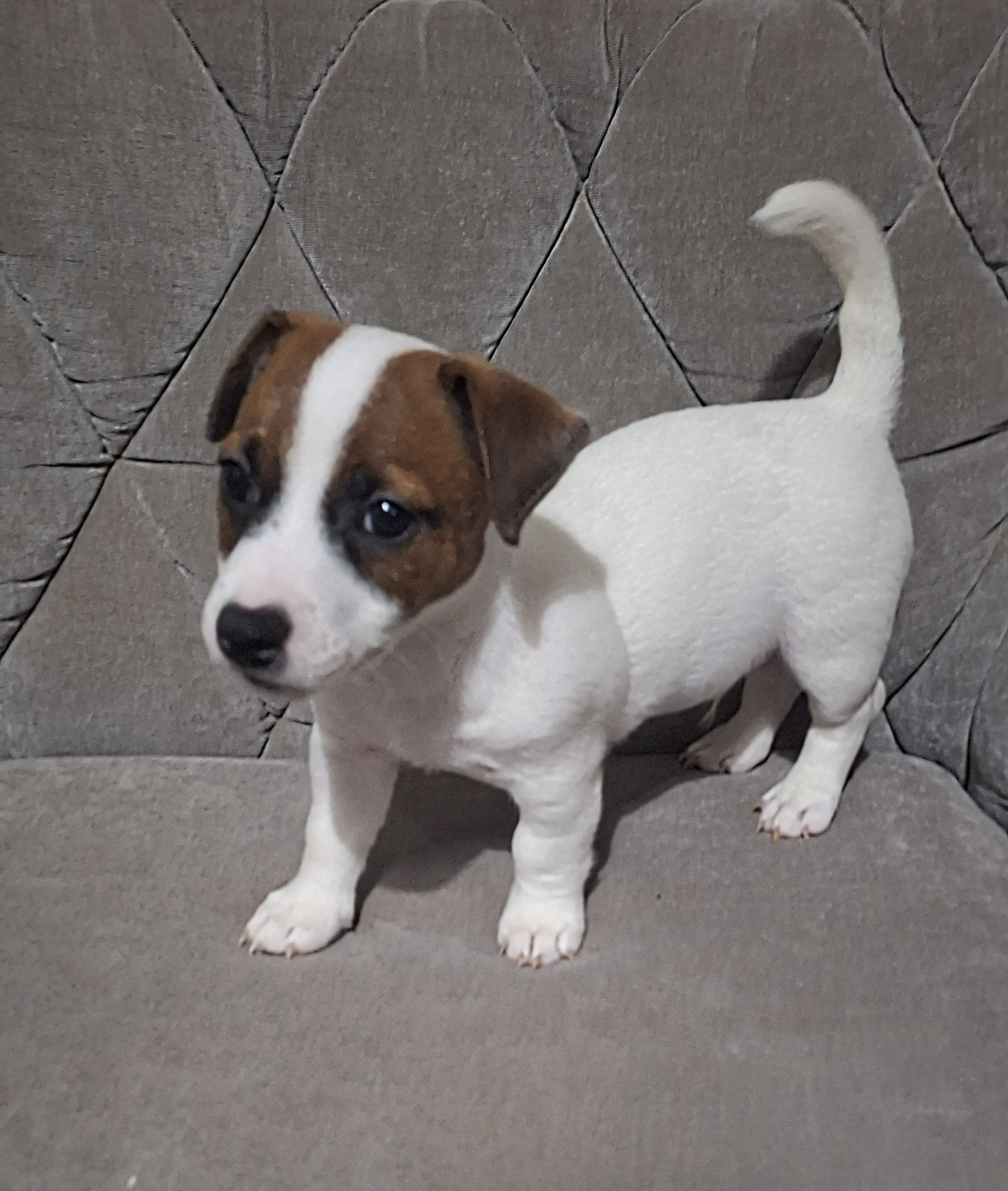 Disponíveis  - Foto 3