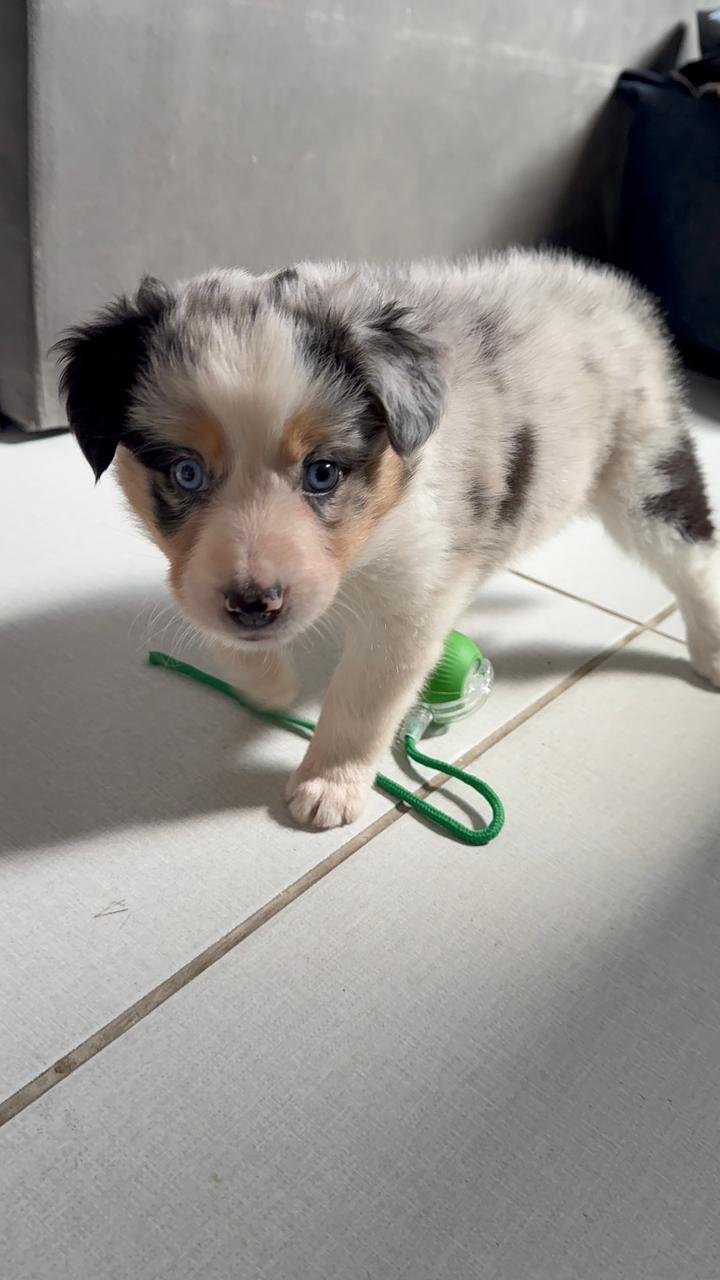 Filhote Border collie merle com heterocromia  - Foto 2