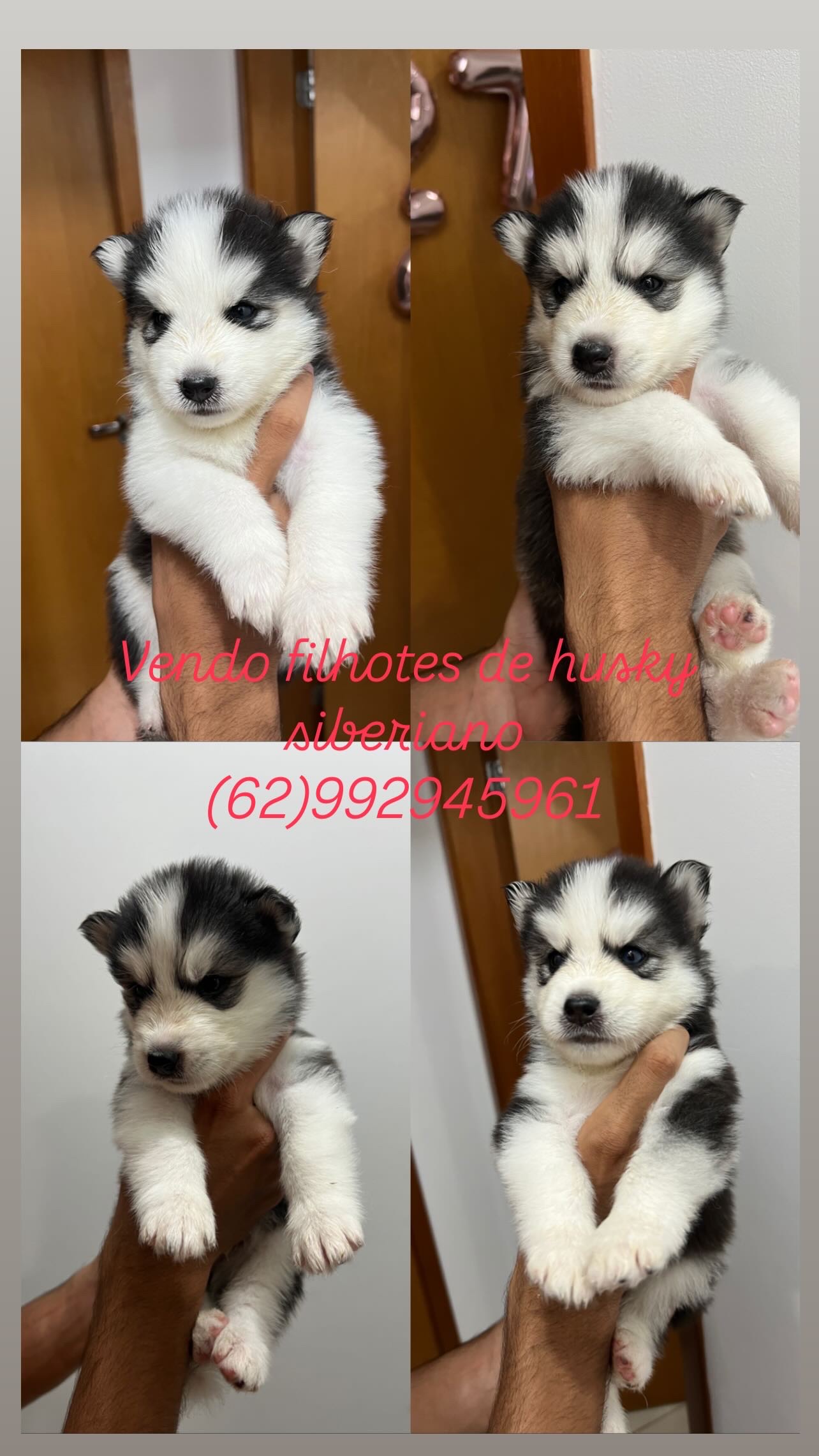 Portal Vendocão Vendo filhotes husky siberiano  Goiânia 