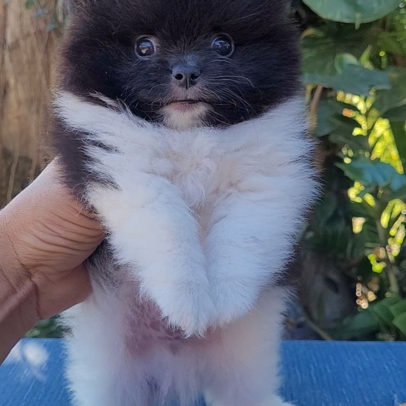 Spitz alemão - Foto 4