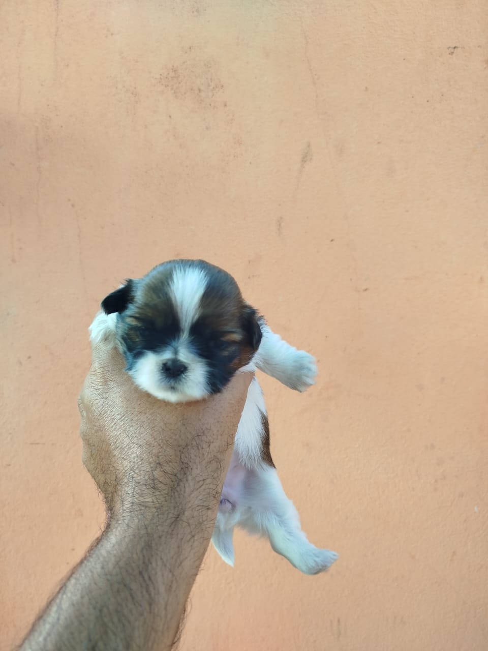 Shitzu  - Foto 3