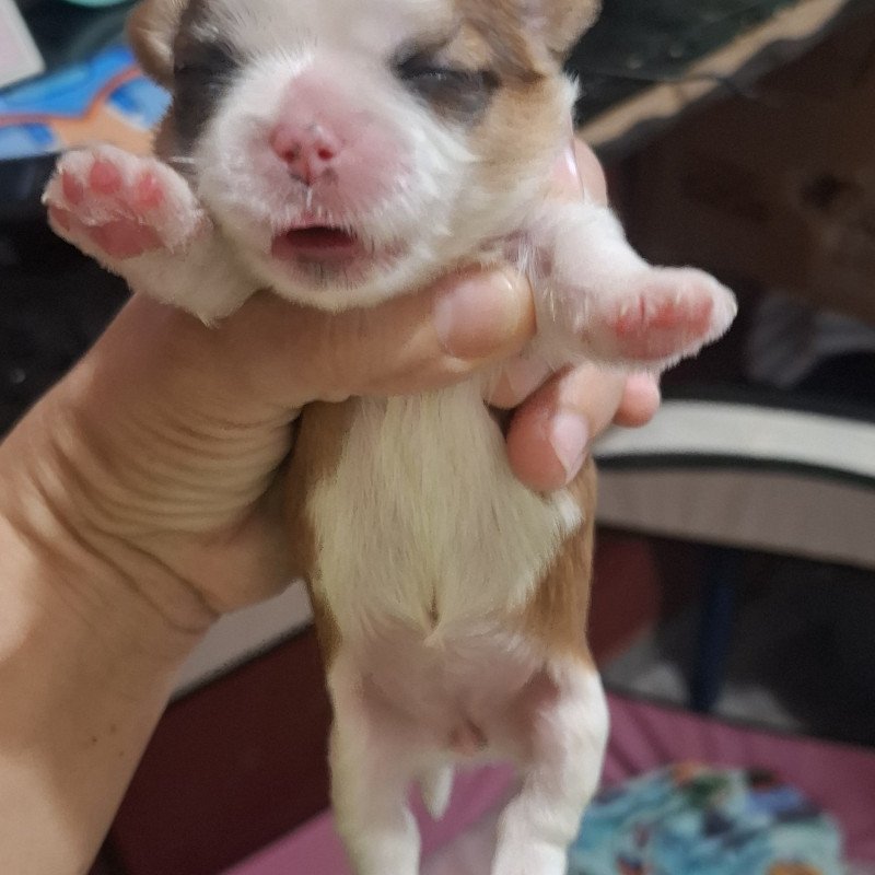 🐾💕 FILHOTES DE SHIH TZU À VENDA! 💕🐾  Nossa mamãe Angel acaba de ser mamãe de lindos filhotinhos de Shih Tzu! 🥰🐶  ✨ Filhotes lindos e saudáveis 💕 Criados com muito amor e carinho 🐾 Disponíveis para reserva 🏡 Procuramos famílias responsáveis e que ofereçam muito amor e cuidado!  📅 Nascidos em 13/08/20 - Foto 4
