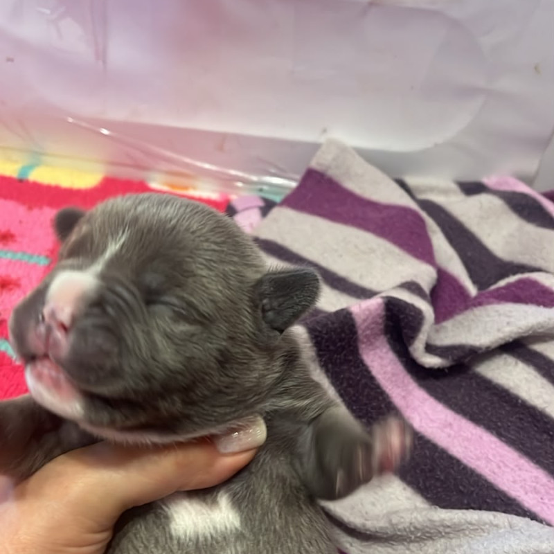 Filhotes de american bully micro - Foto 1