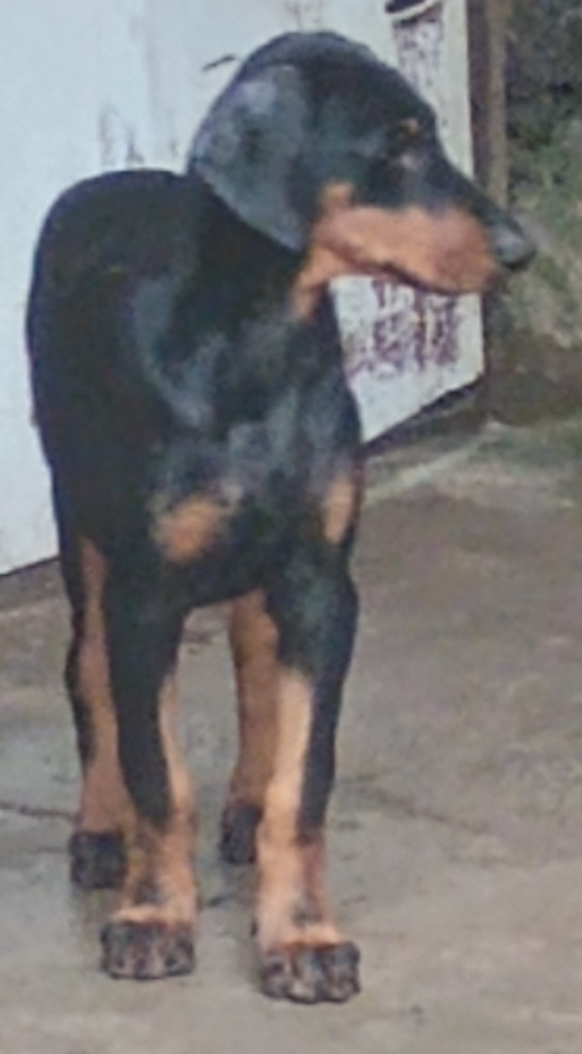 Portal Vendocão Vendo filhote de Dobermann  Simões Filho 