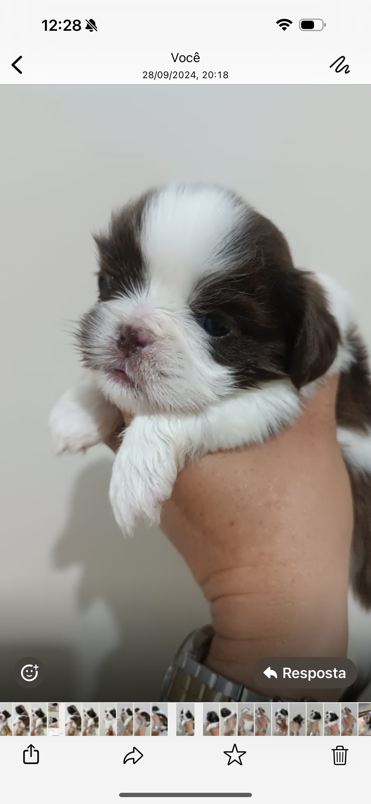 Portal Vendocão Shih tzu macho e femea Apucarana