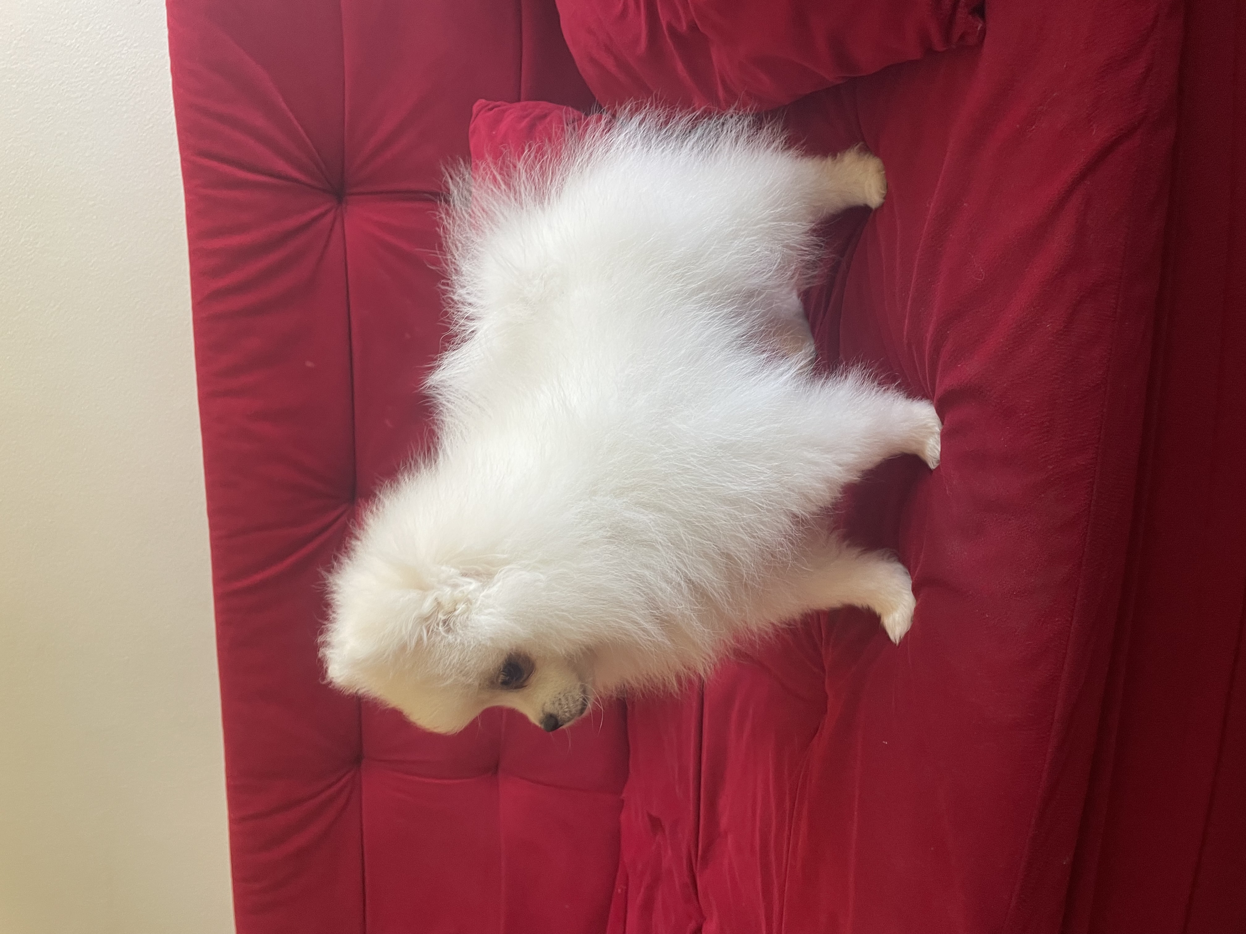 Portal Vendocão Filhote de Spitz Alemão  Brasília 