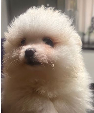 Portal Vendocão Spitz Alemão Anão Louveira