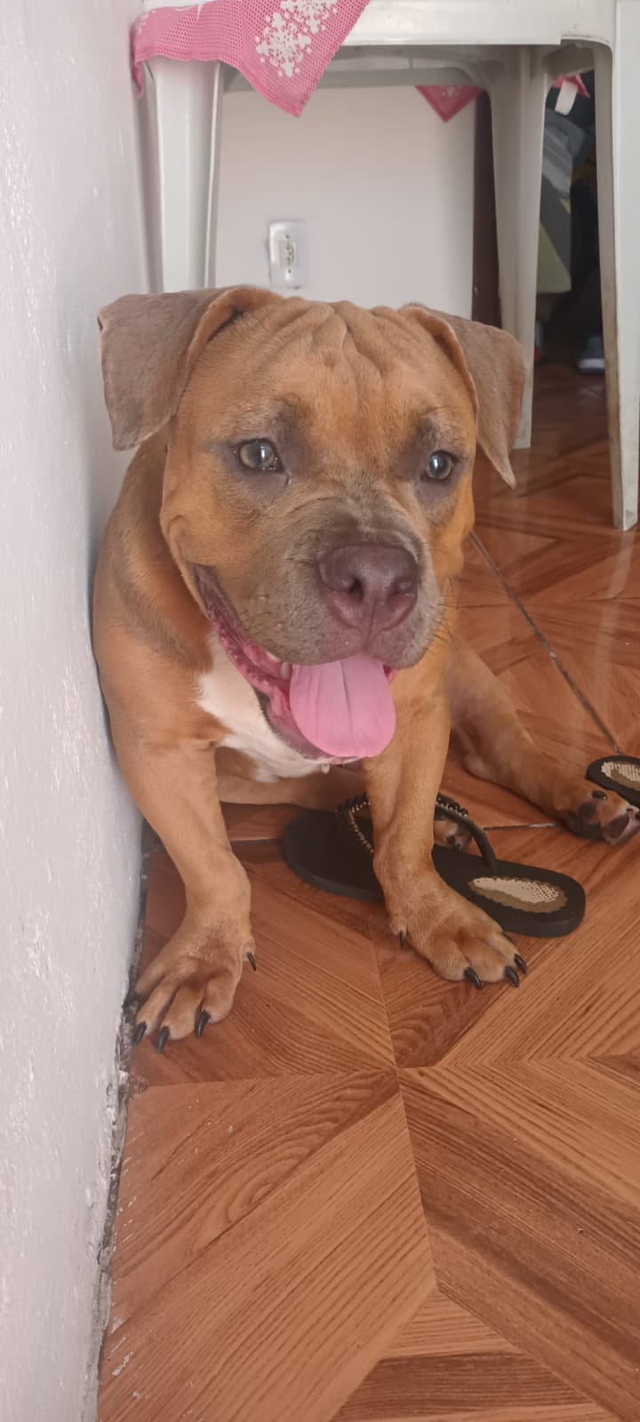 Portal Vendocão Vendo American bully  Salvador 