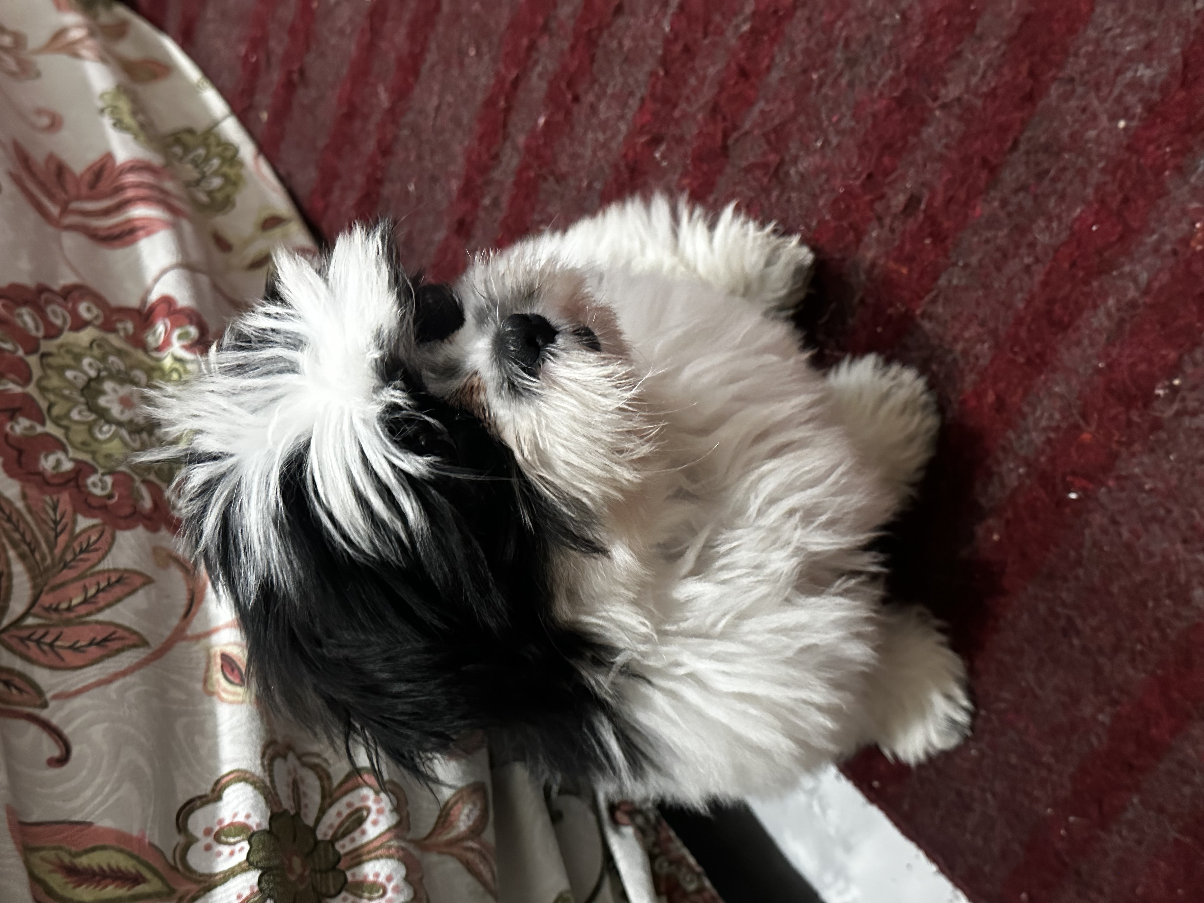 Vendo filhó Shitzu macho - Foto 4