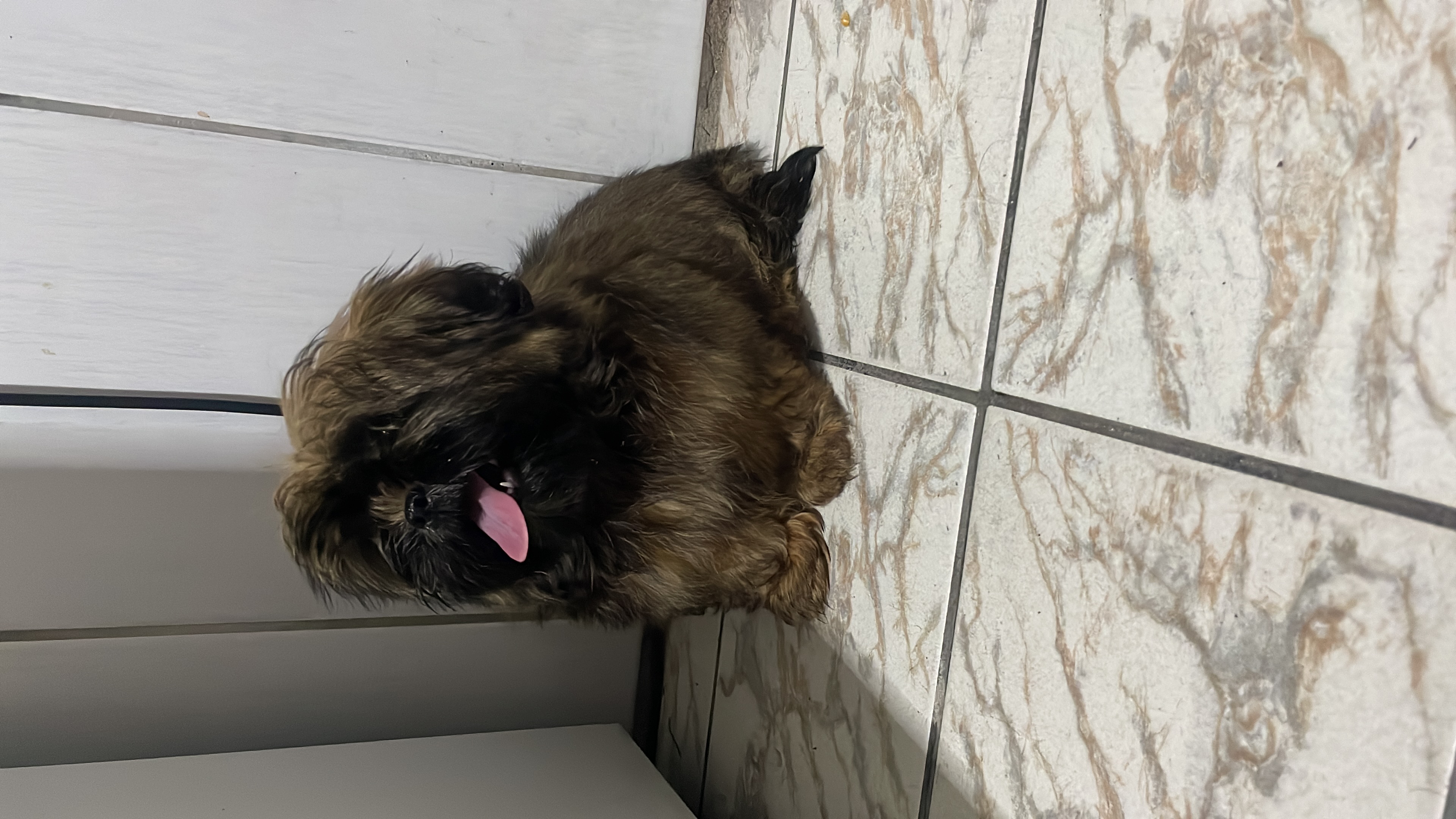 Portal Vendocão Filhote macho da raça shih tzu  são vicente